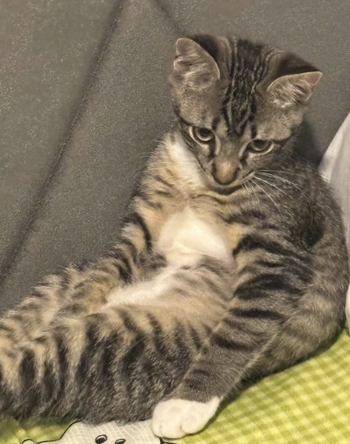 4-5 month old kitten image 2
