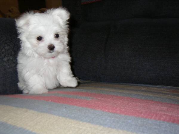 Maltese Puppies image 1