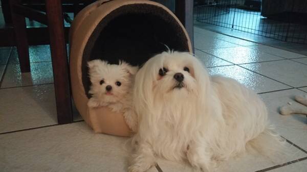 Maltese Puppies image 2
