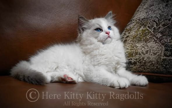 TICA RAGDOLLS KITTENS image 4