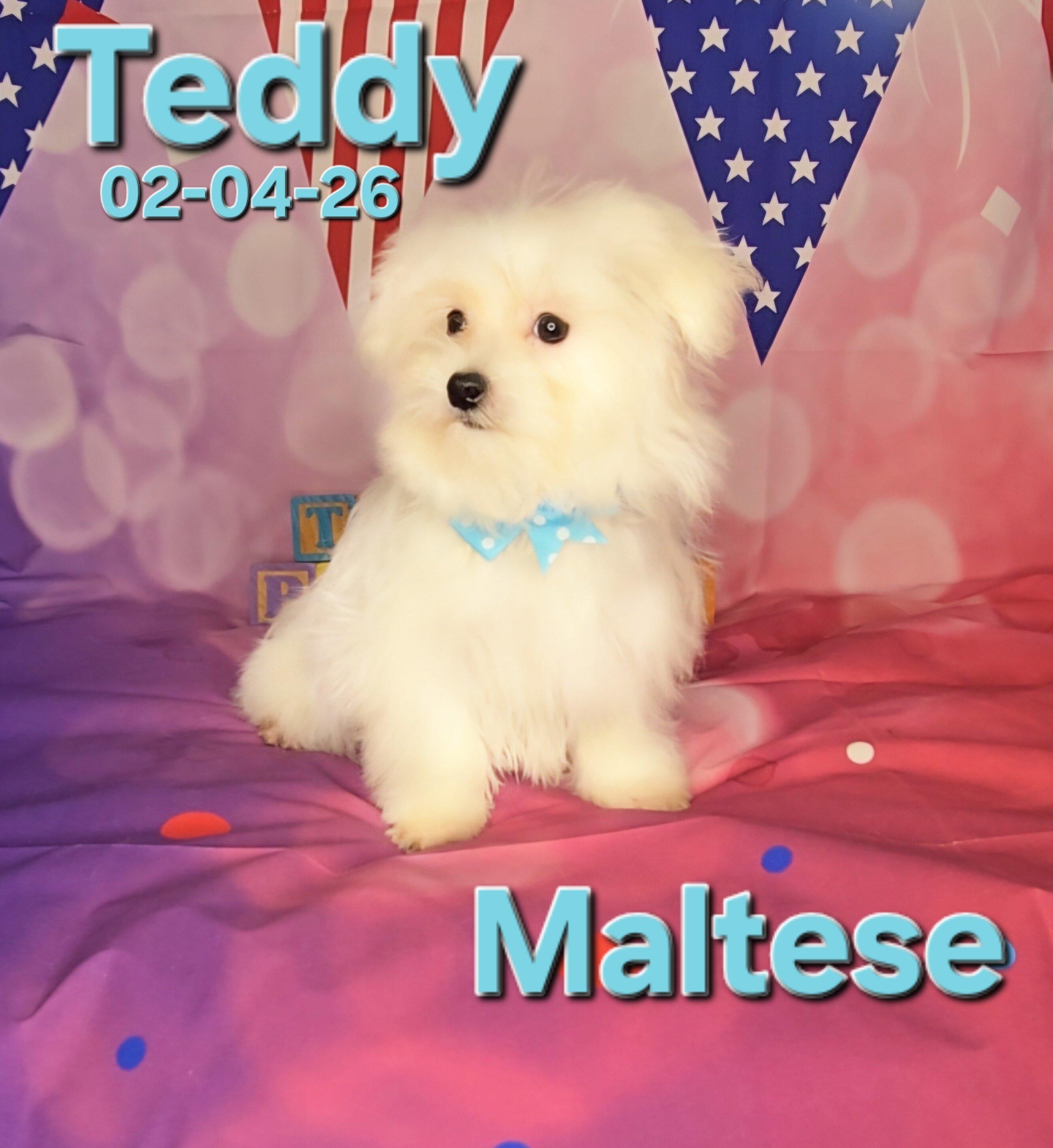 Teddy a male Maltese image 5