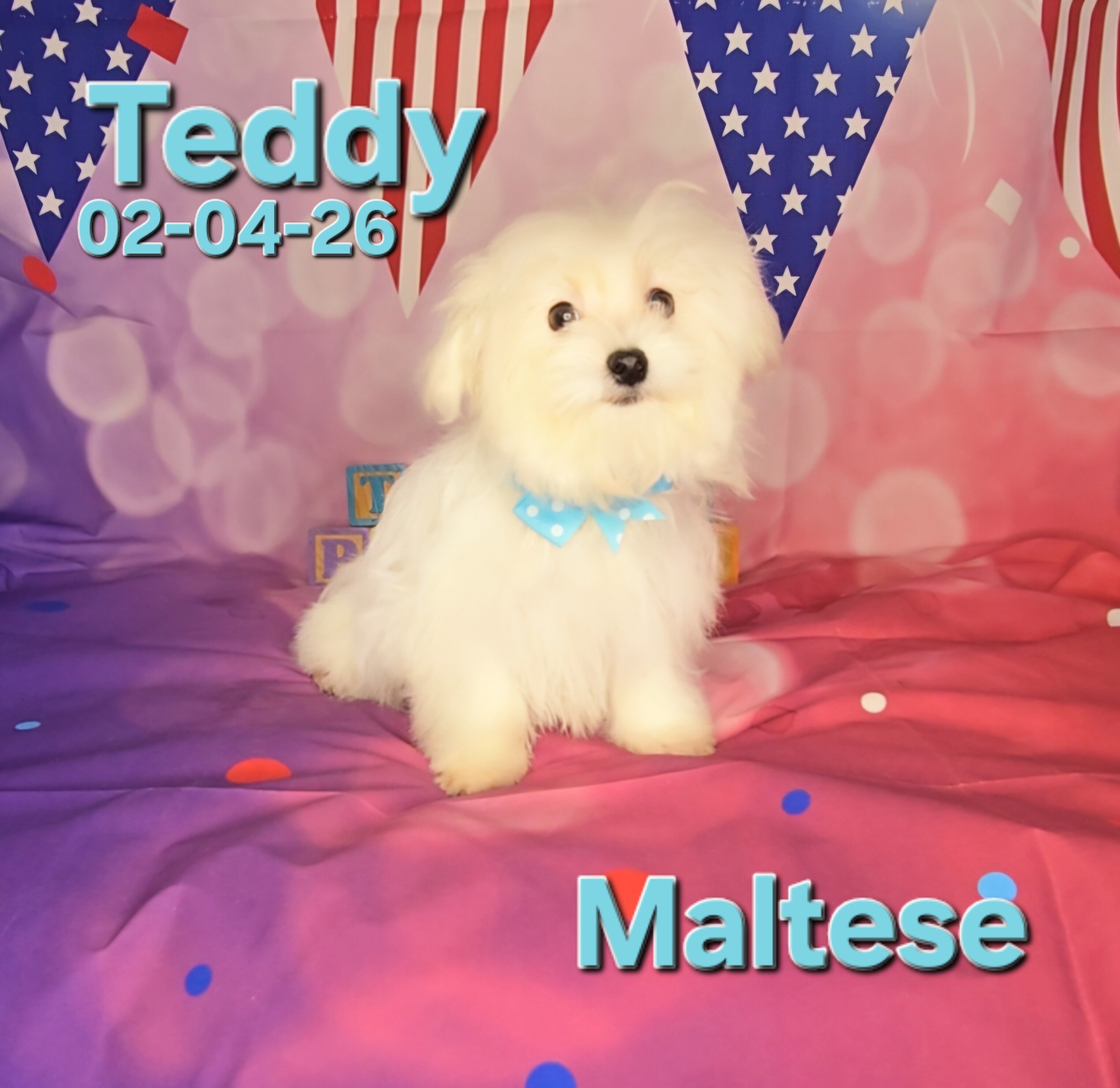 Teddy a male Maltese image 3