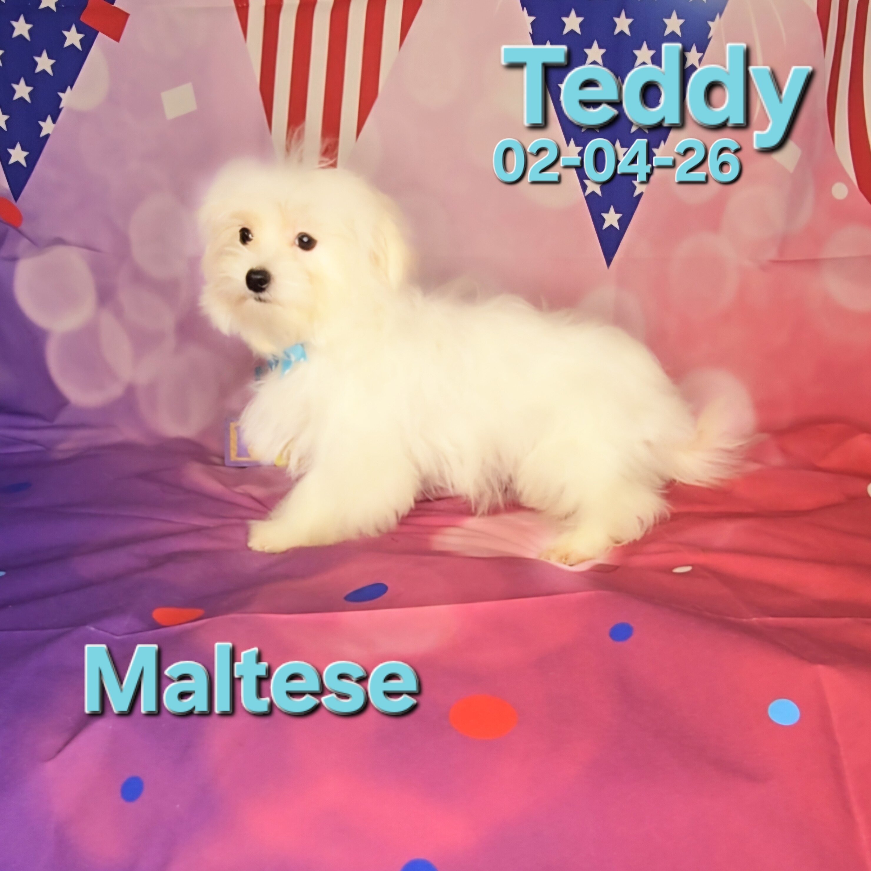 Teddy a male Maltese image 4