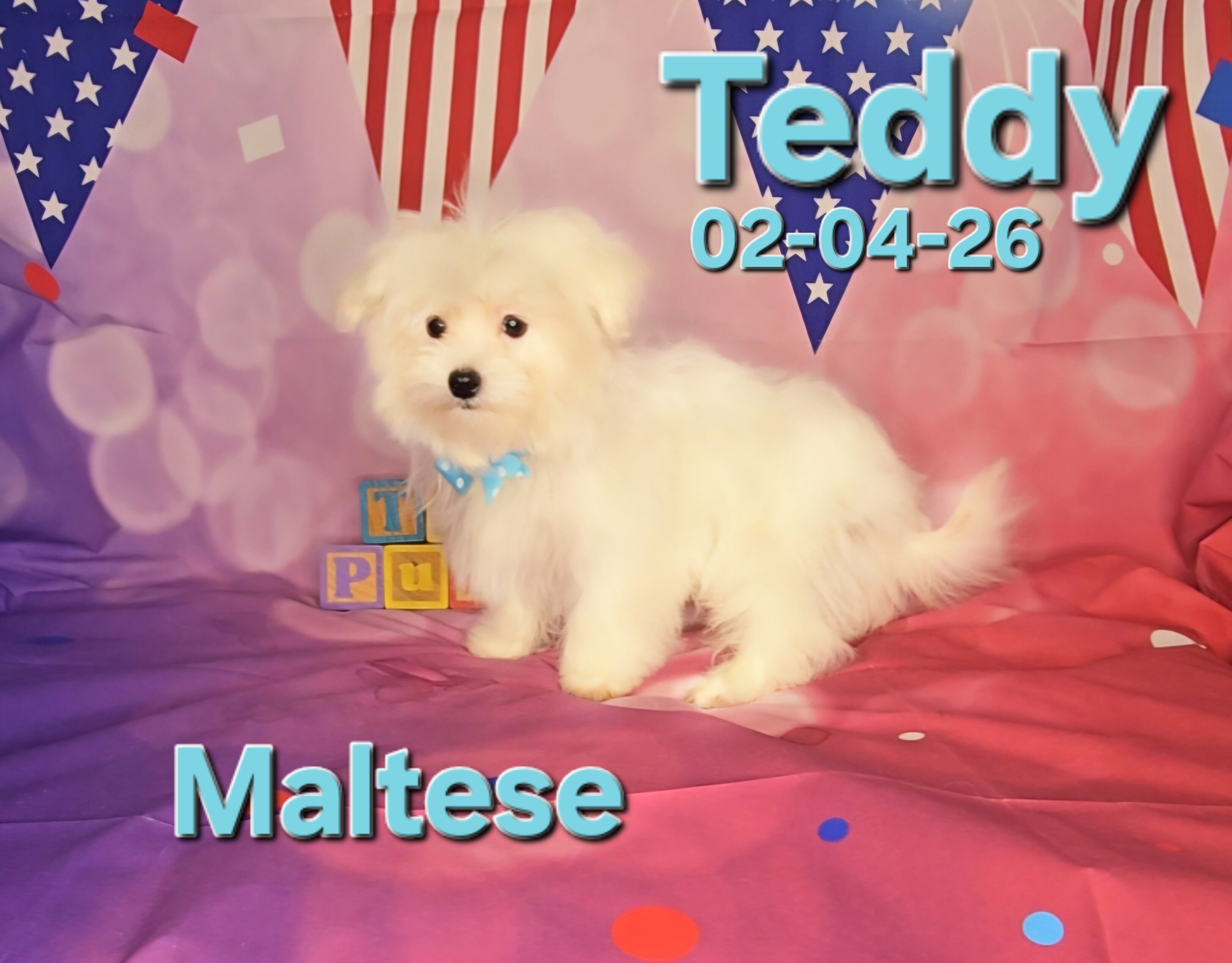 Teddy a male Maltese image 2