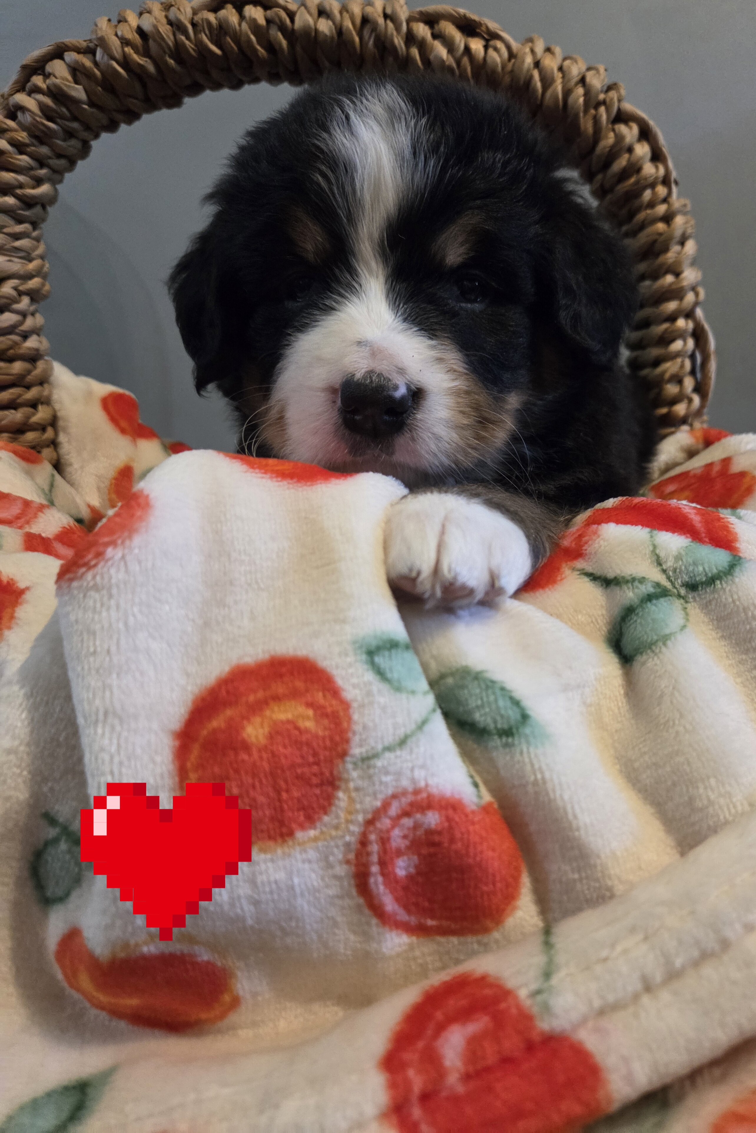 AMELIA'S BERNESE MOUNTAIN DOG PUPPIES image 2
