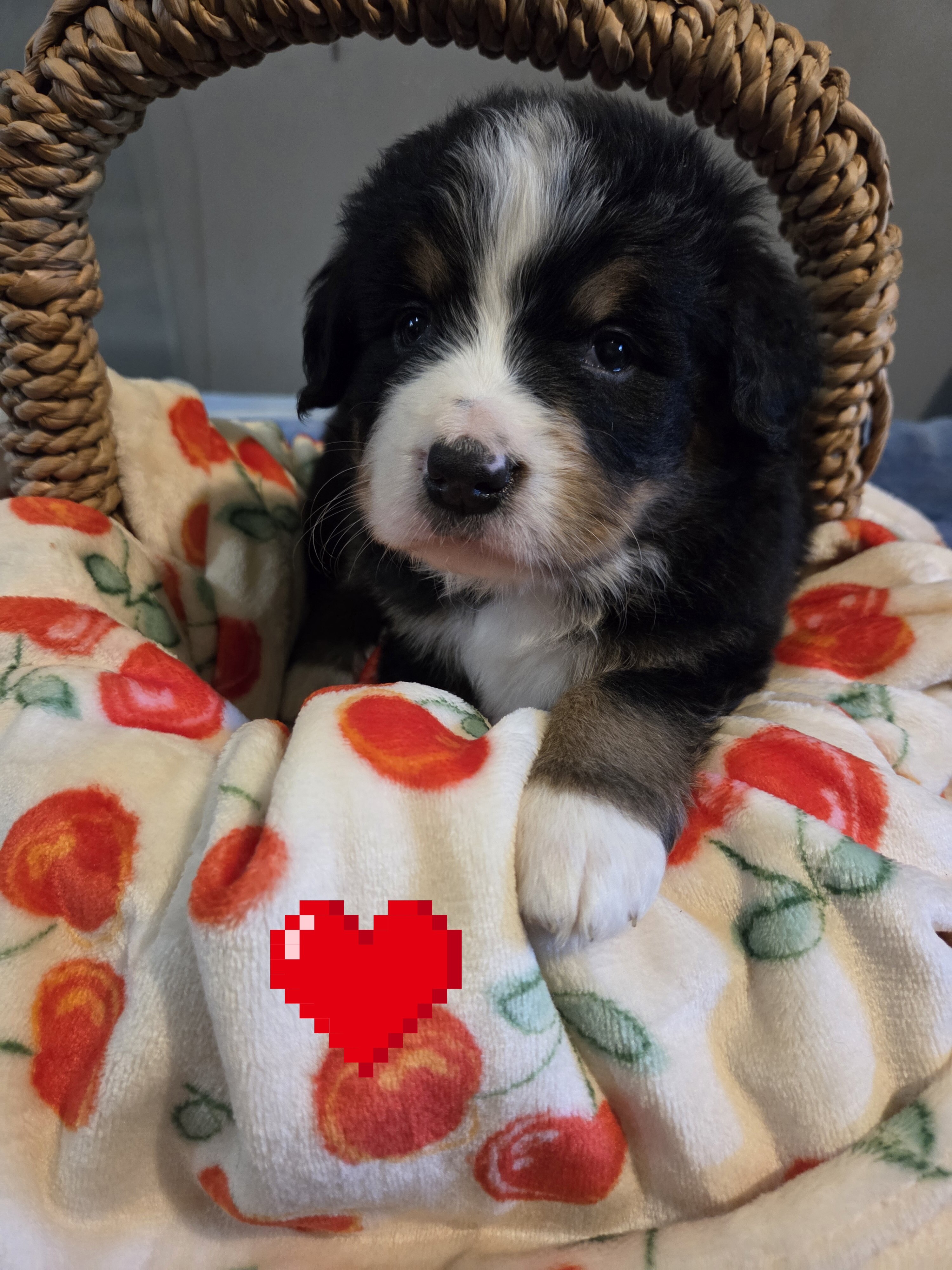 AMELIA'S BERNESE MOUNTAIN DOG PUPPIES image 1
