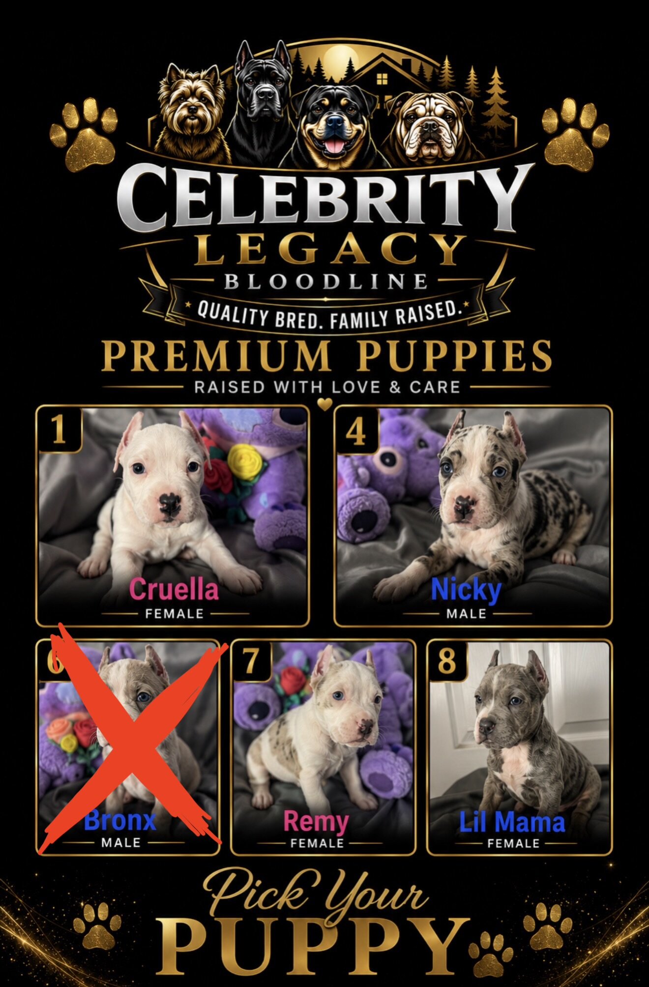 ONLY 4 LEFT XL Bully image 2