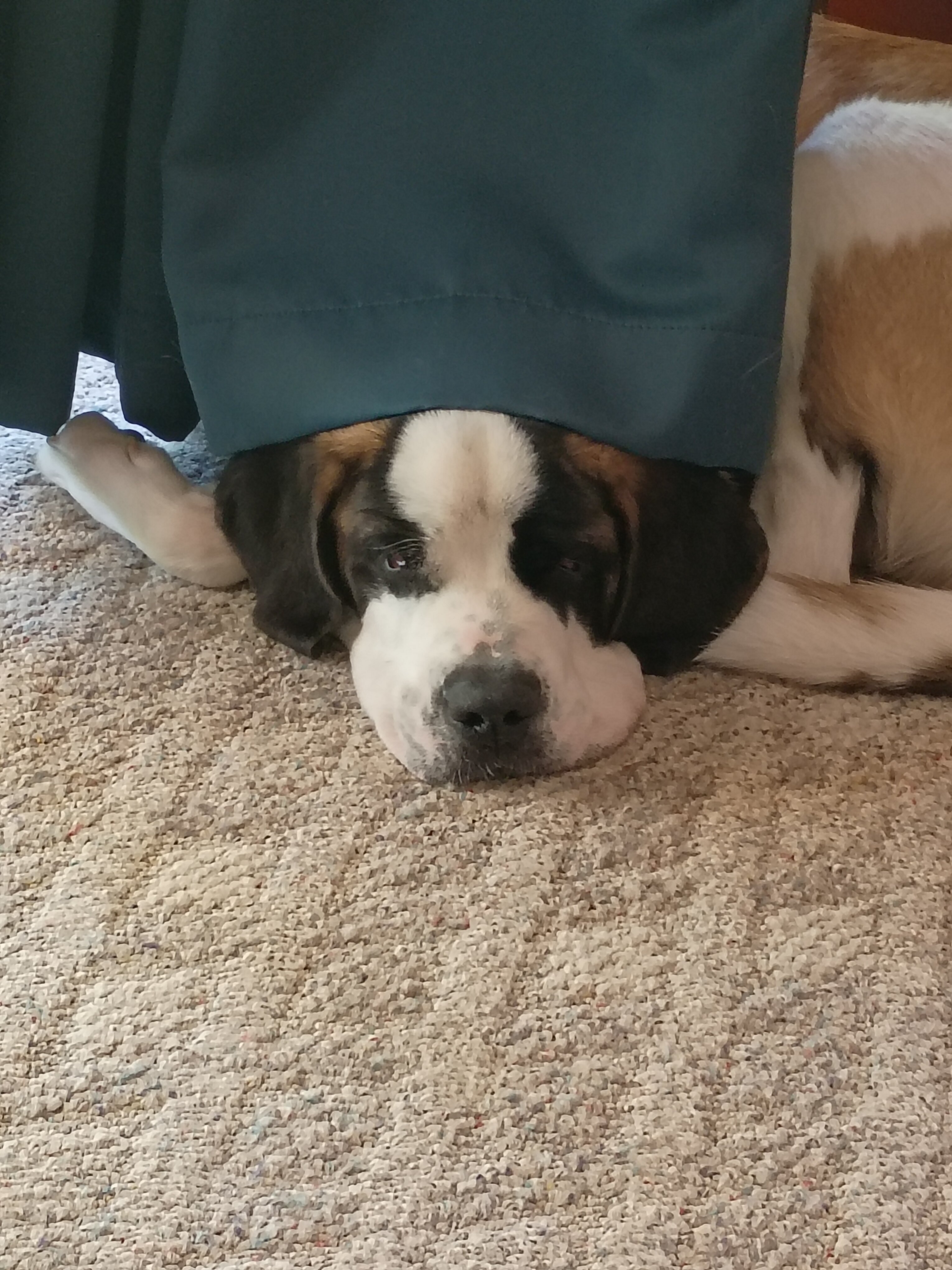 Purebred Saint Bernard image 4
