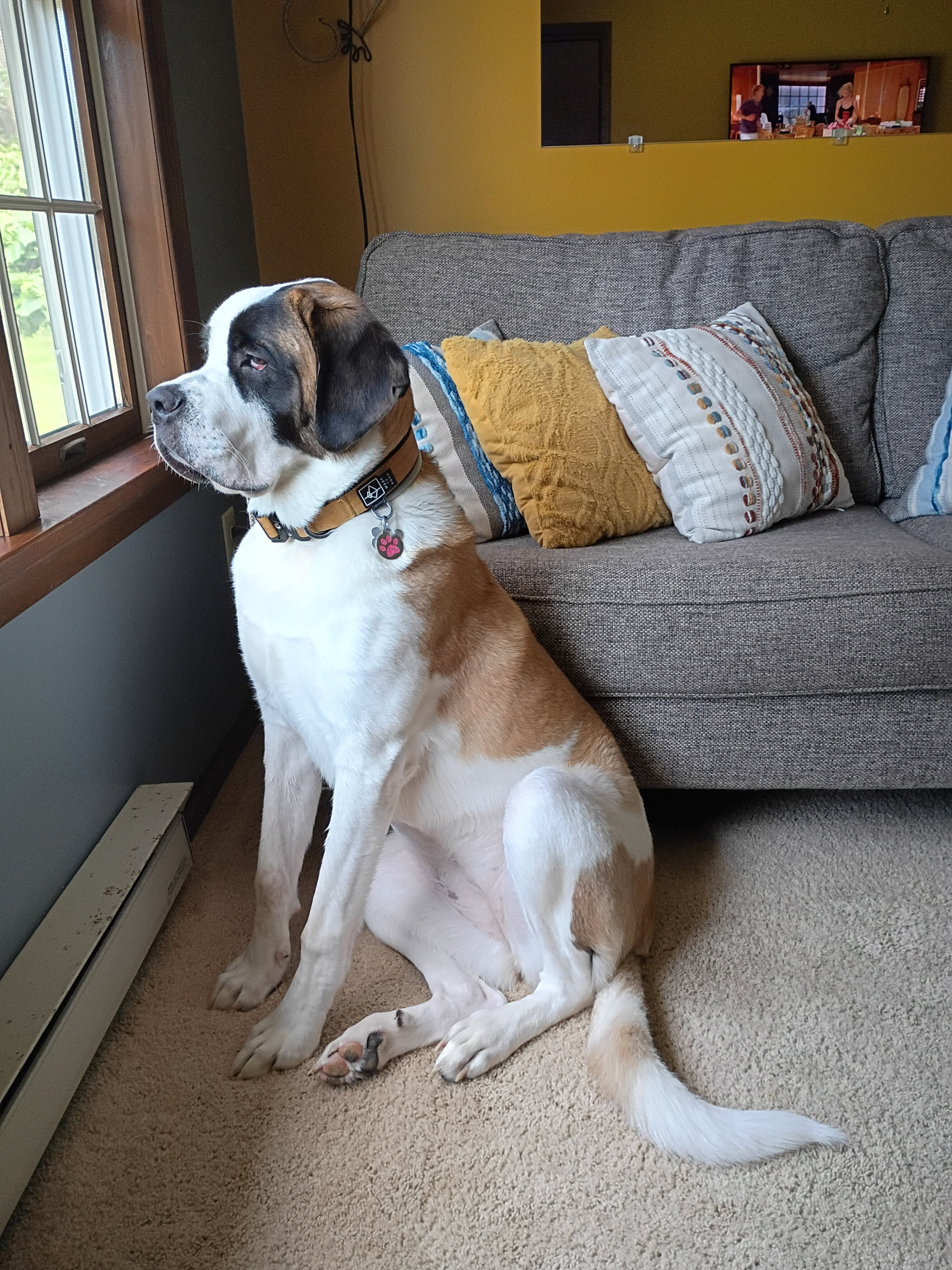 Purebred Saint Bernard image 3