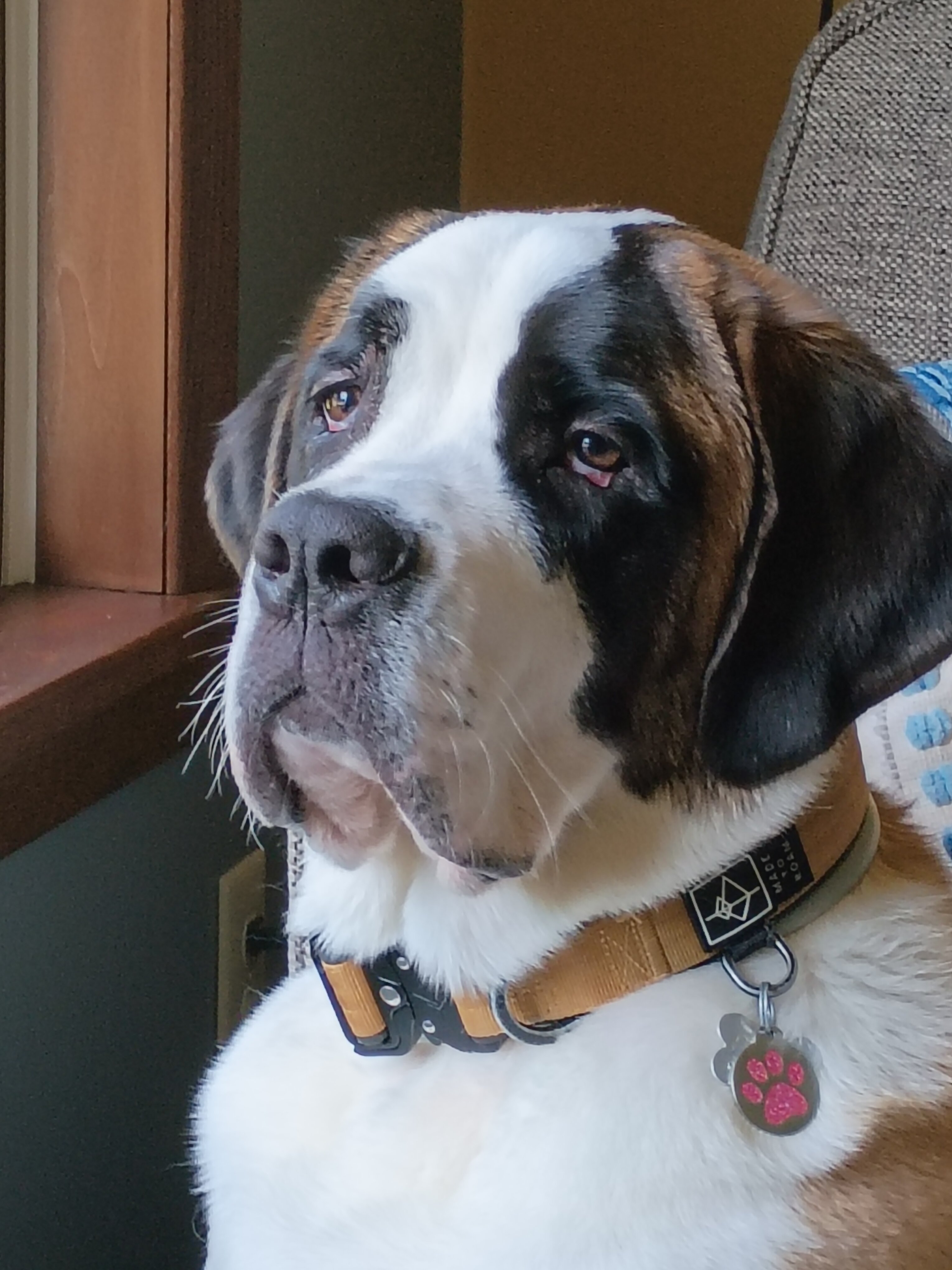 Purebred Saint Bernard image 2