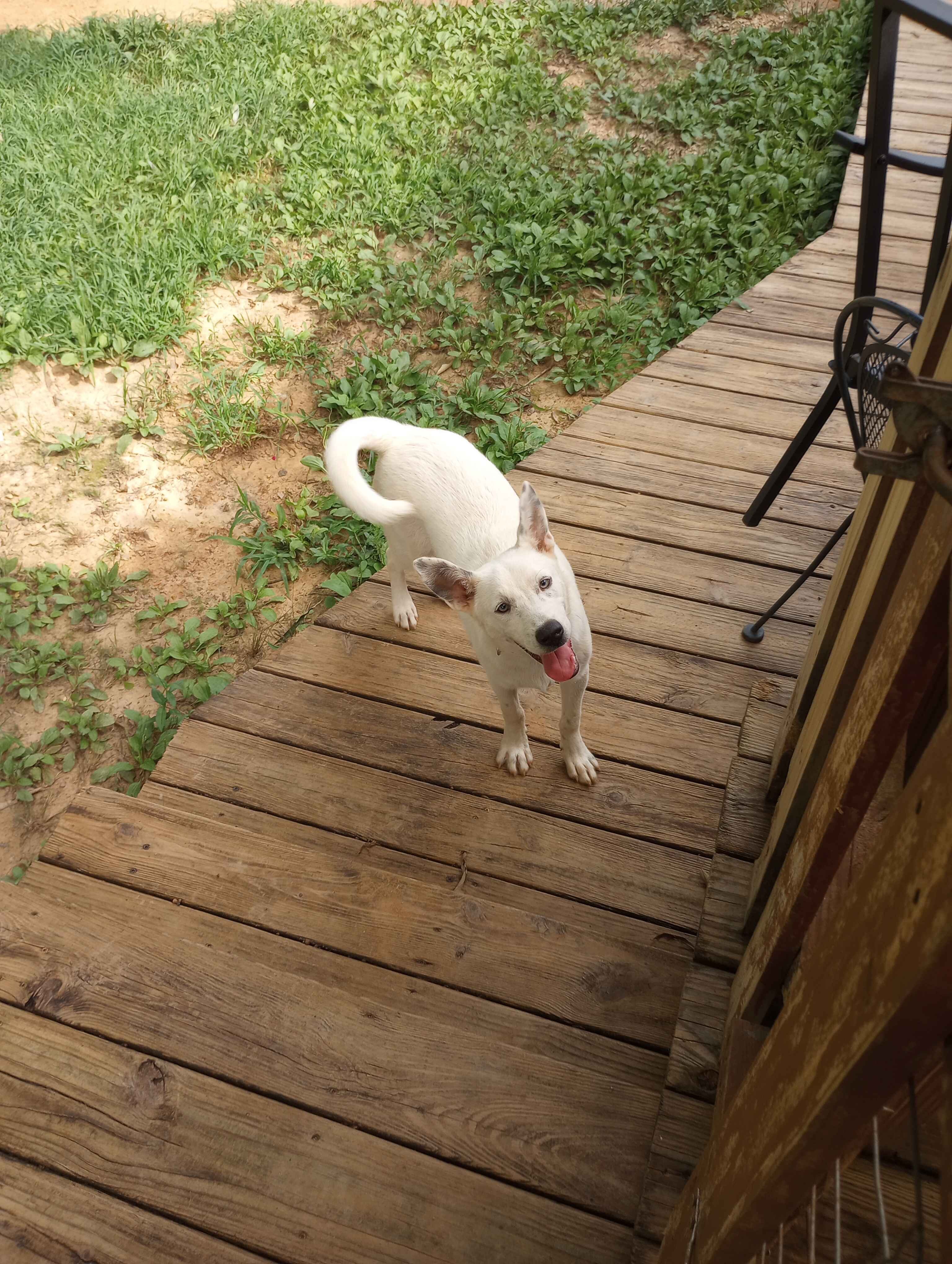 Male Husky/Blue Heeler Mix Pup. image 4