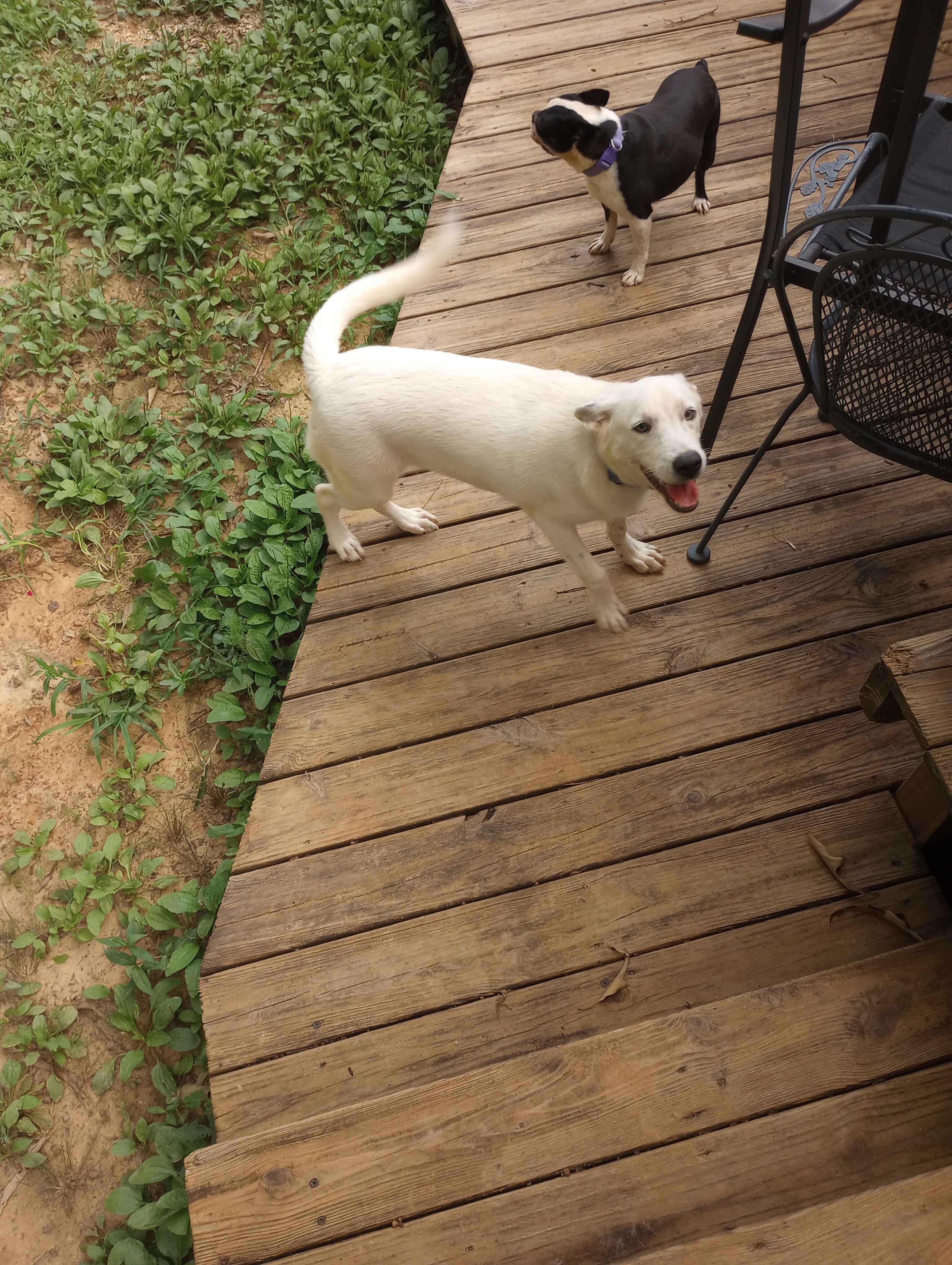 Male Husky/Blue Heeler Mix Pup. image 3