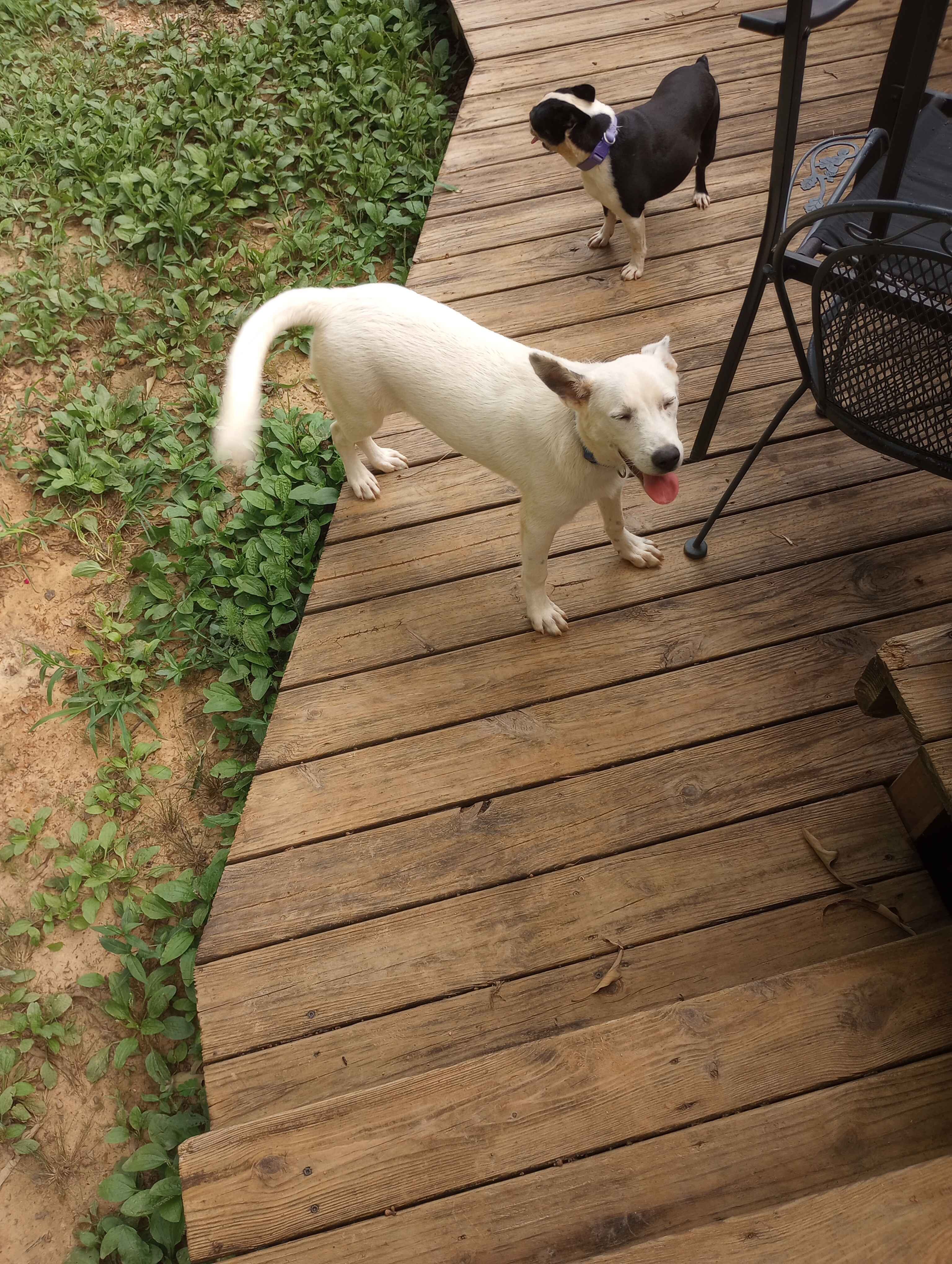Male Husky/Blue Heeler Mix Pup. image 2