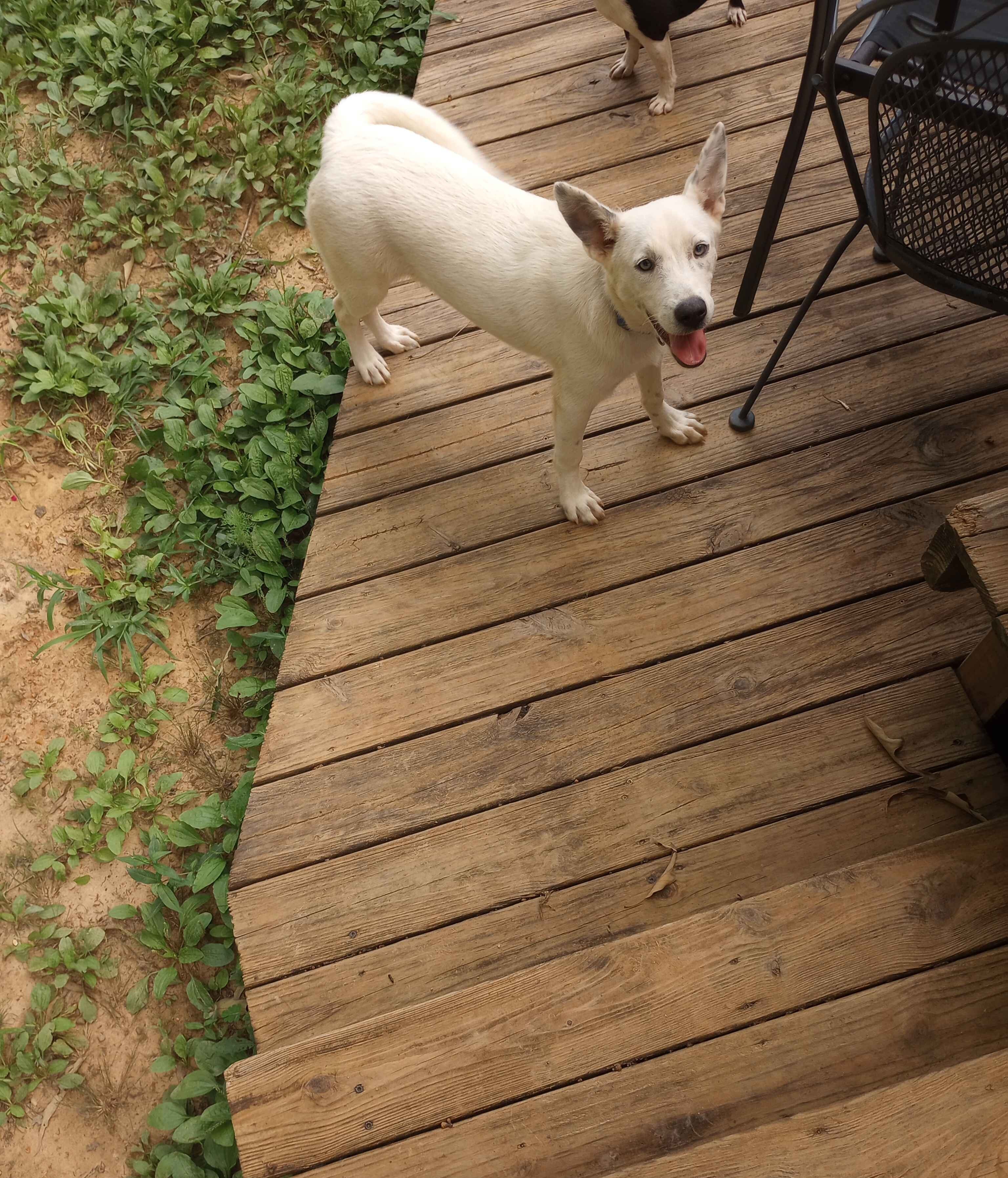 Male Husky/Blue Heeler Mix Pup. image 1