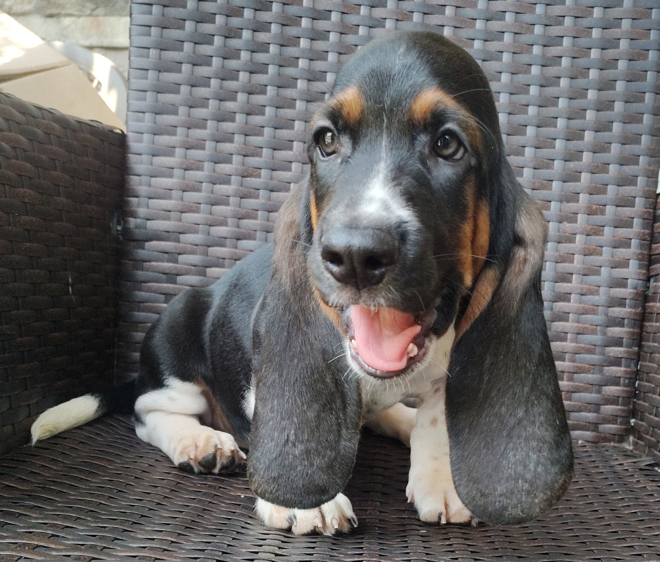 Basset hound image 3