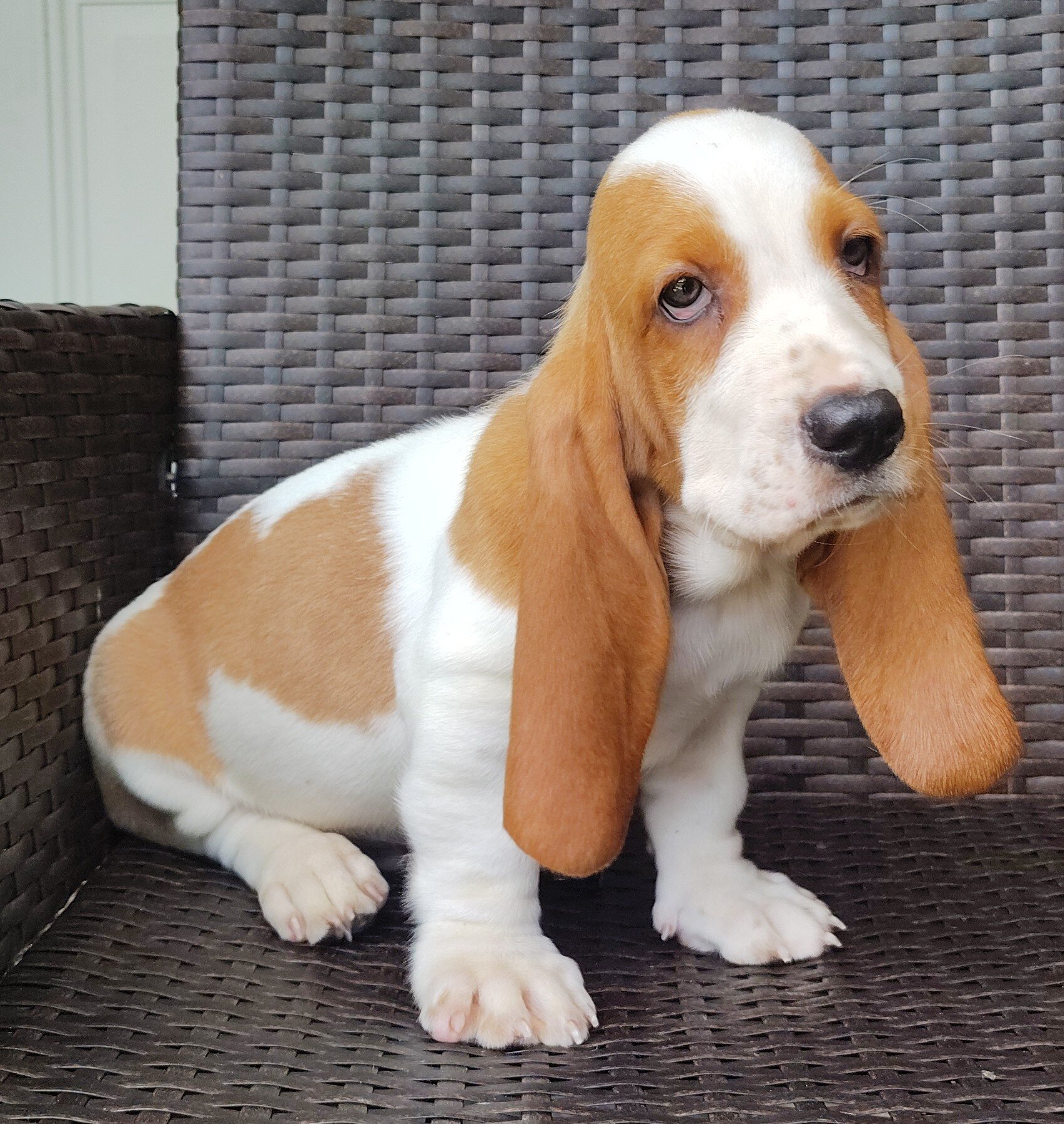 Basset hound image 5