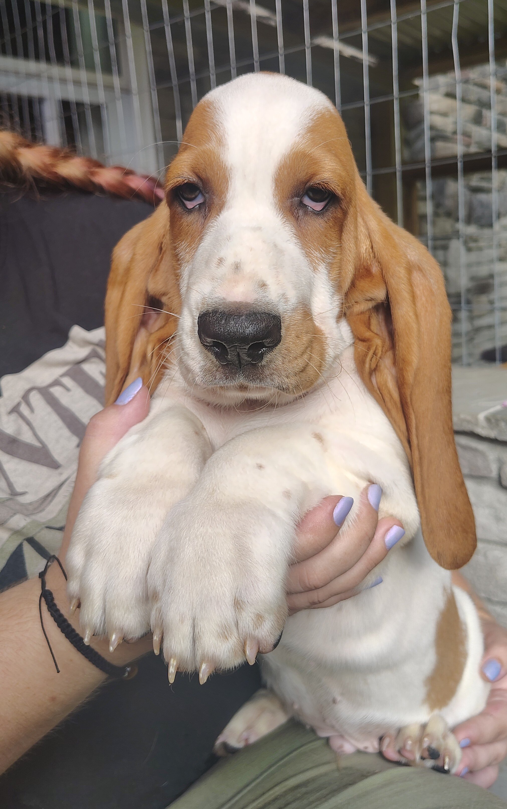 Basset hound image 1