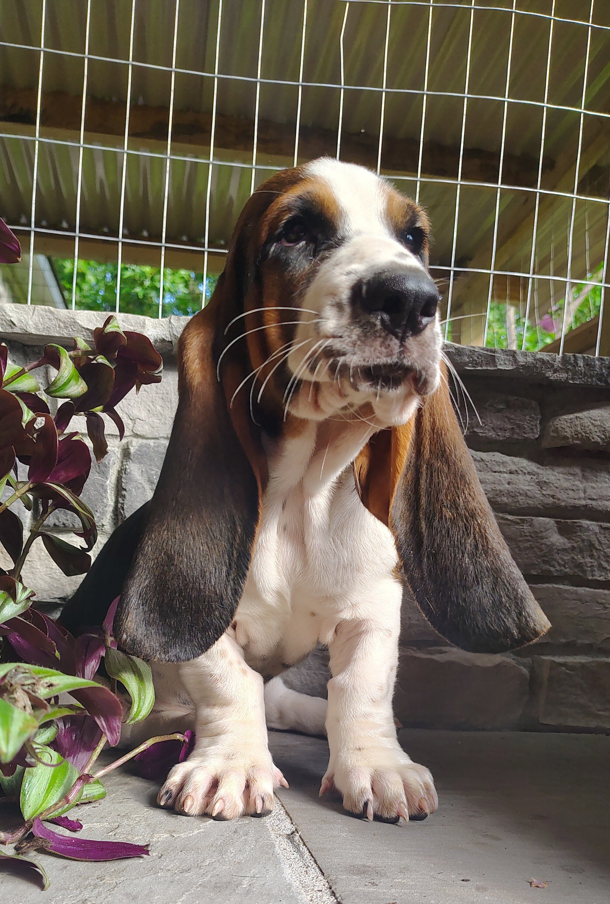 Basset hound image 2