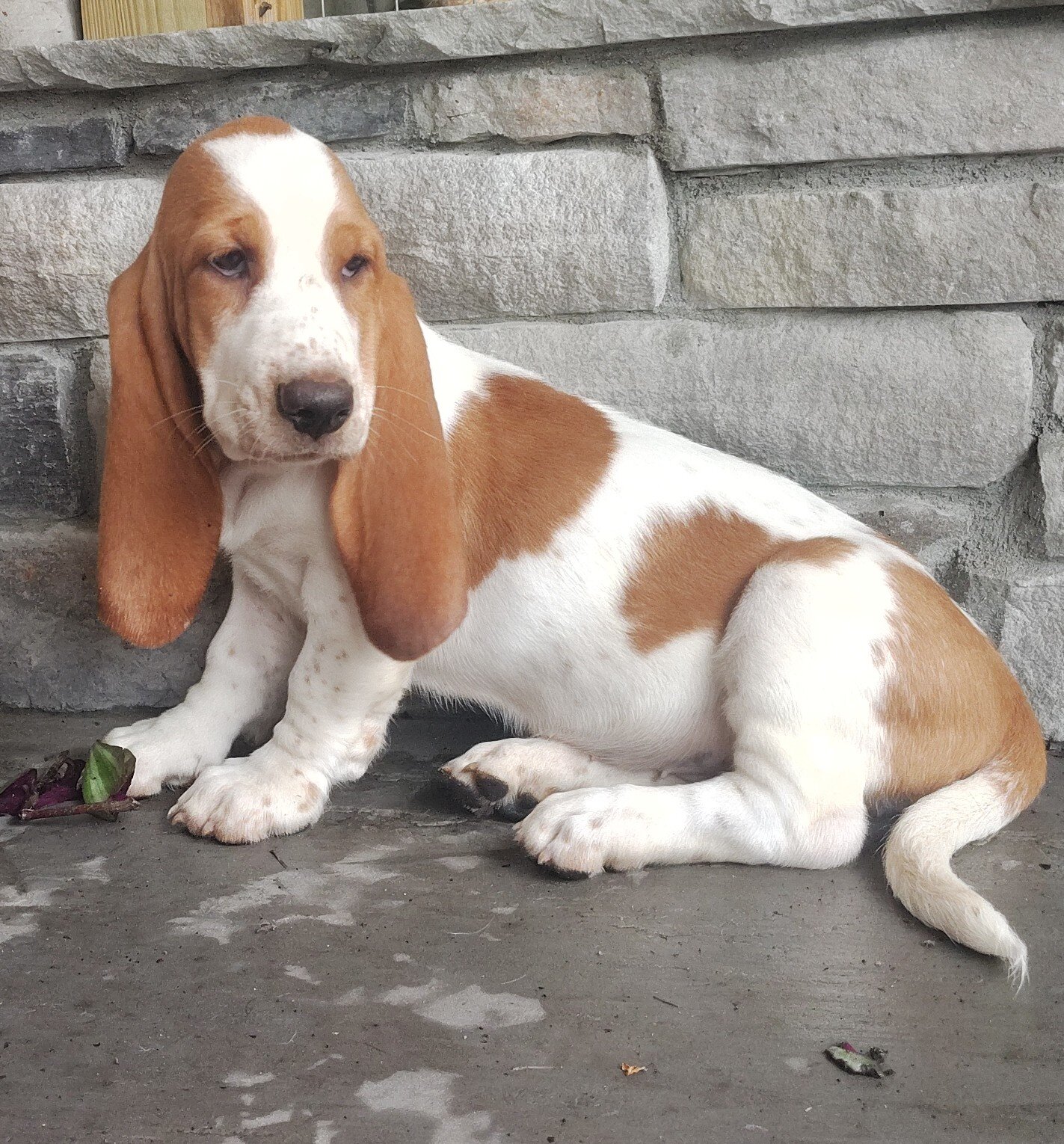 Basset hound image 6