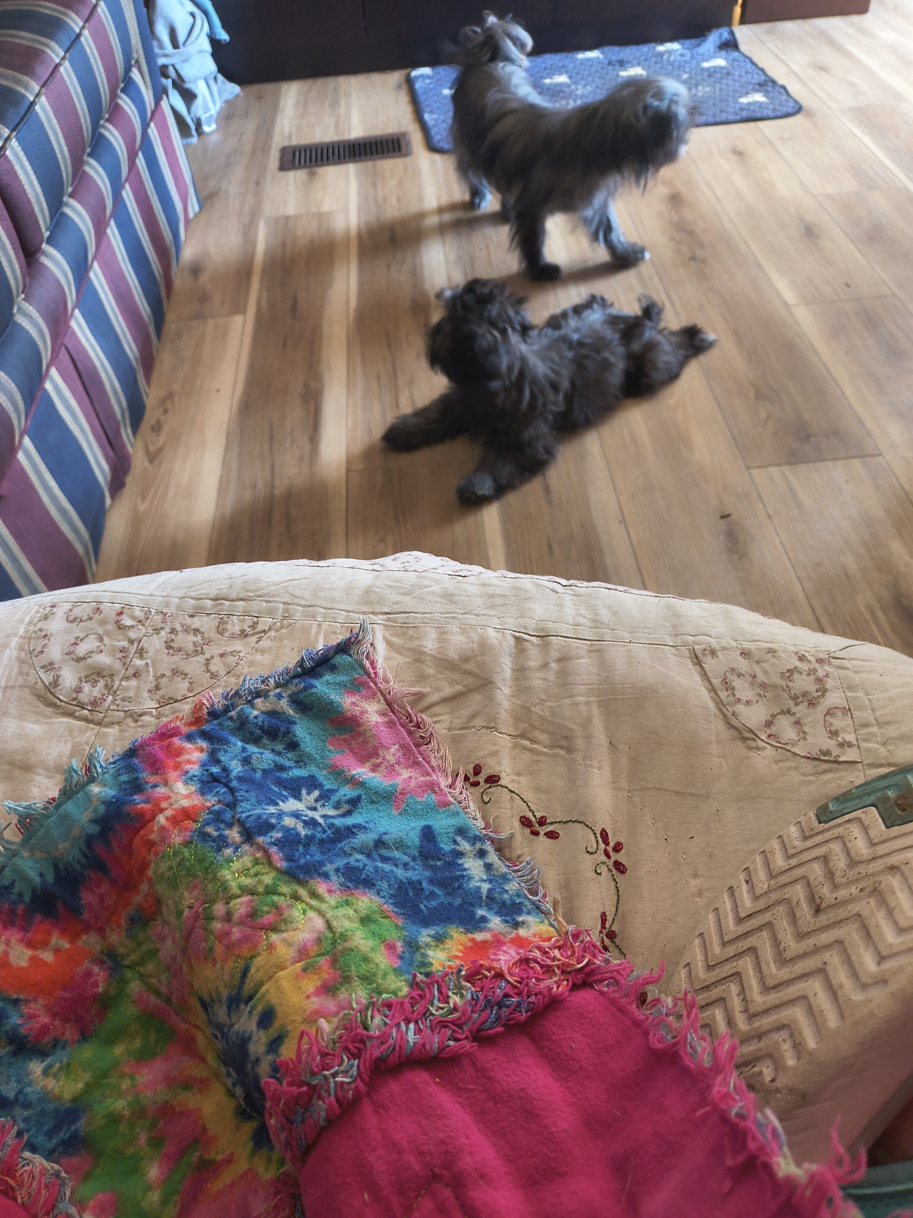 Shih Tzu puppies image 2