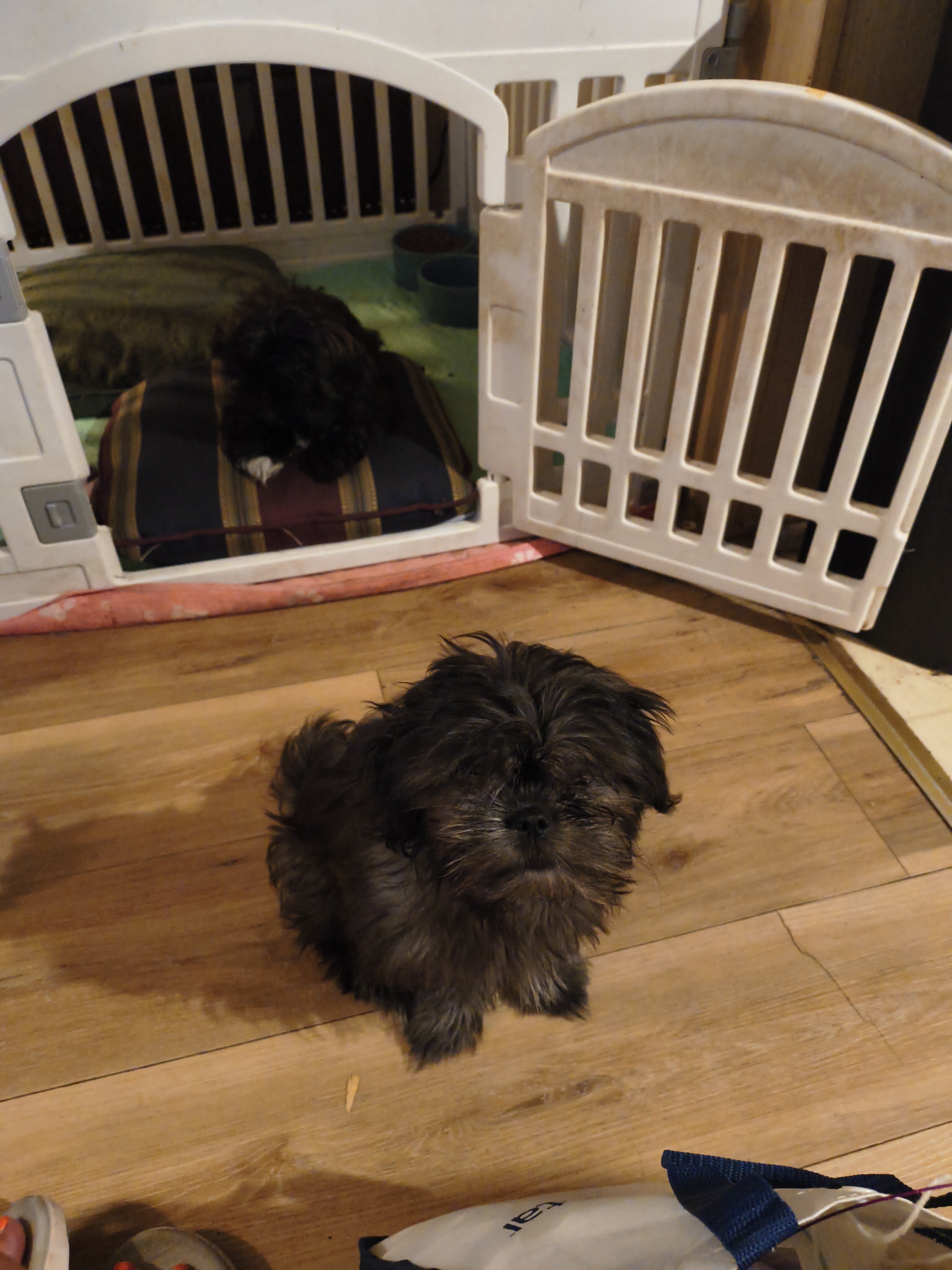 Shih Tzu puppies image 3