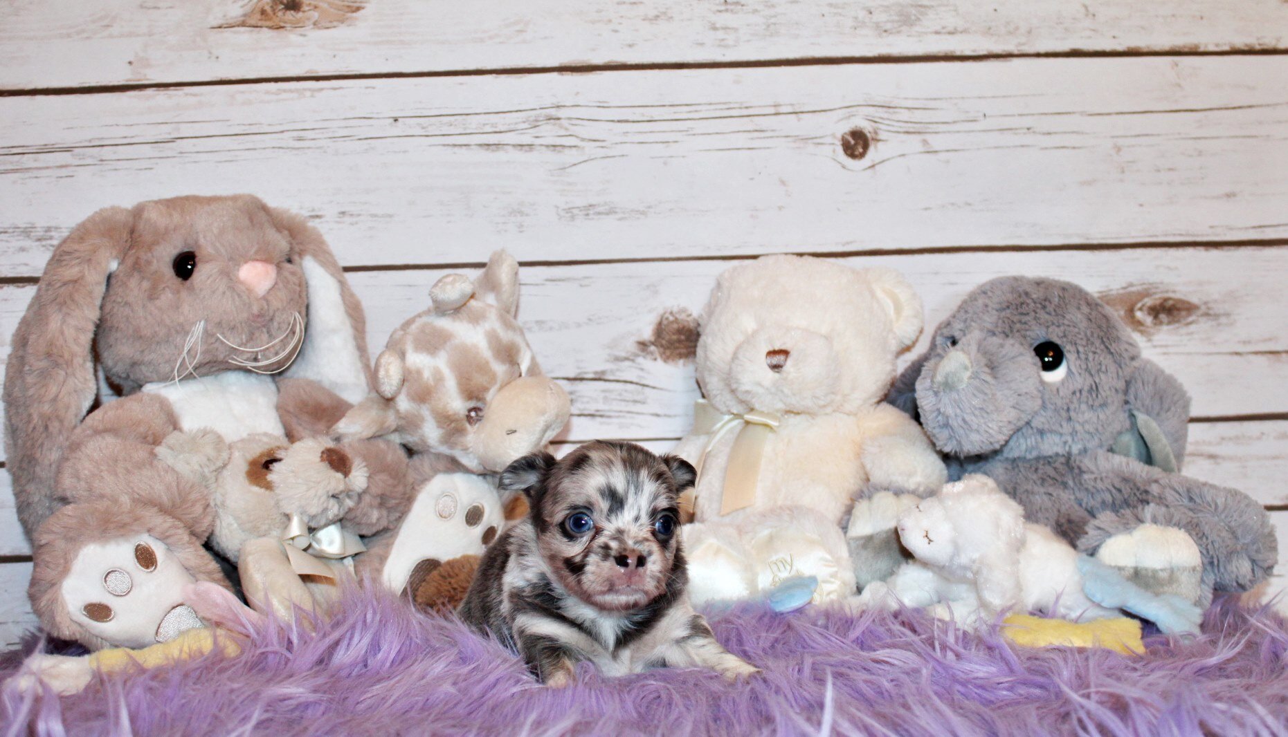 Elgin - Flashy L/C Blue Merle Teddy Bear image 6