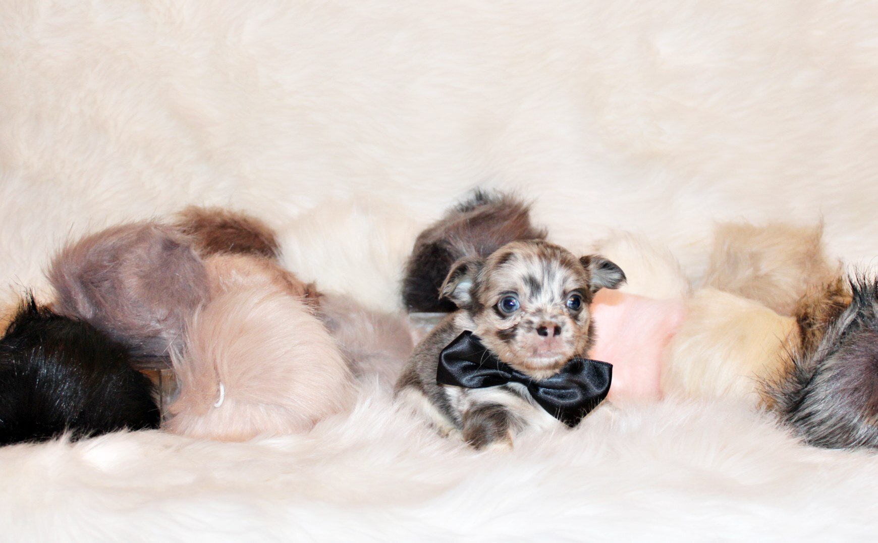 Elgin - Flashy L/C Blue Merle Teddy Bear image 5