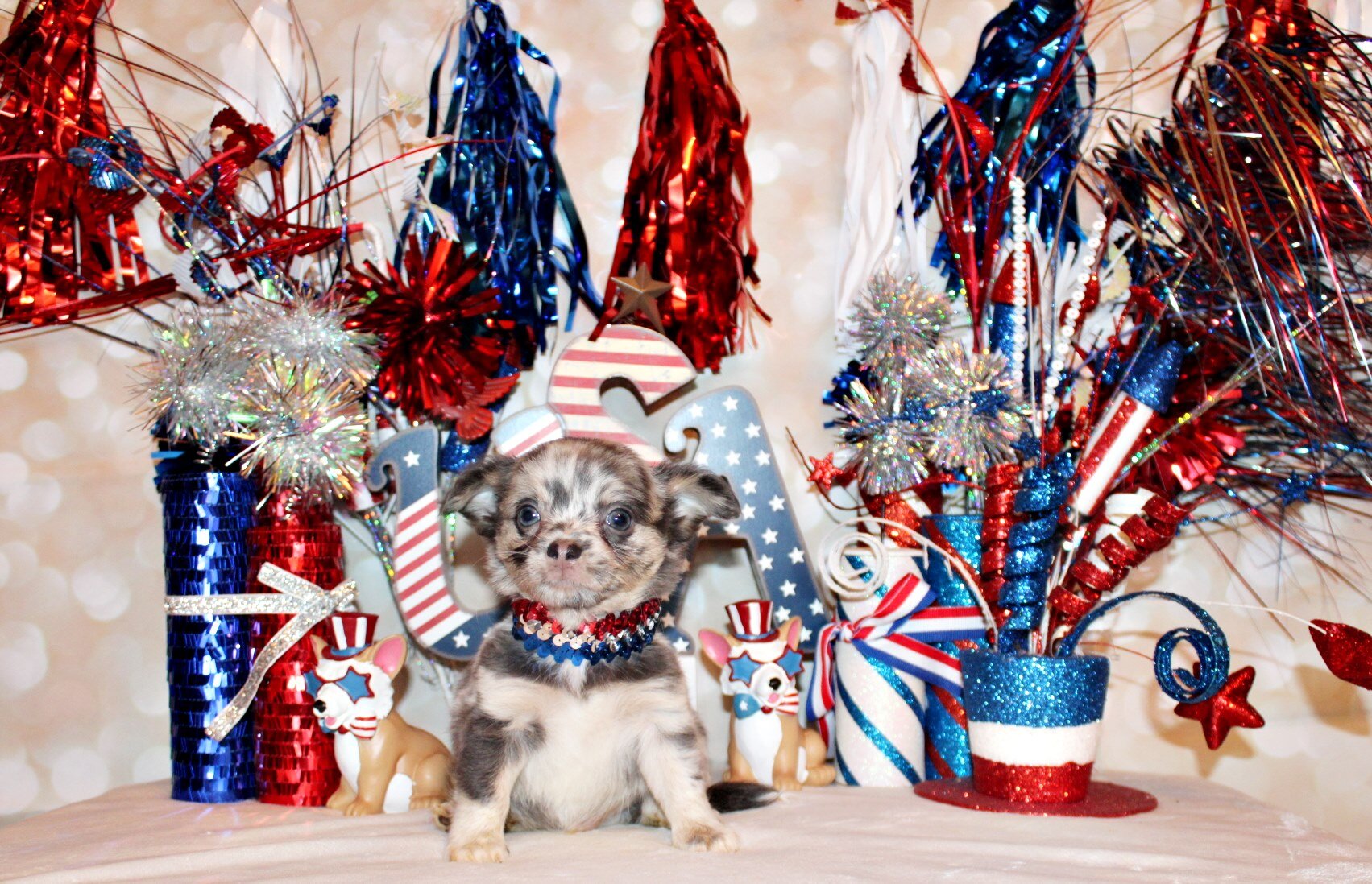 Elgin - Flashy L/C Blue Merle Teddy Bear image 4