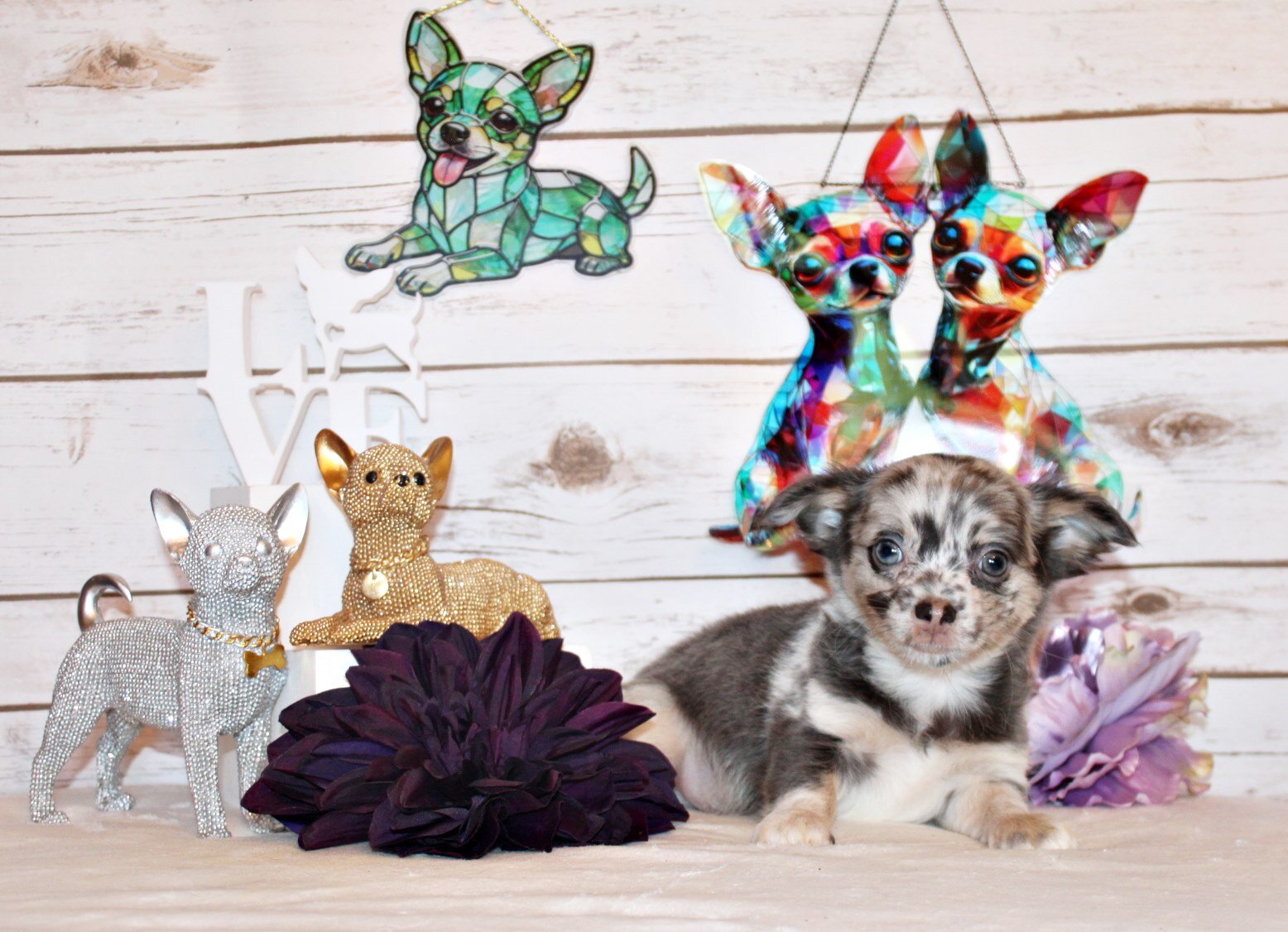 Elgin - Flashy L/C Blue Merle Teddy Bear image 3