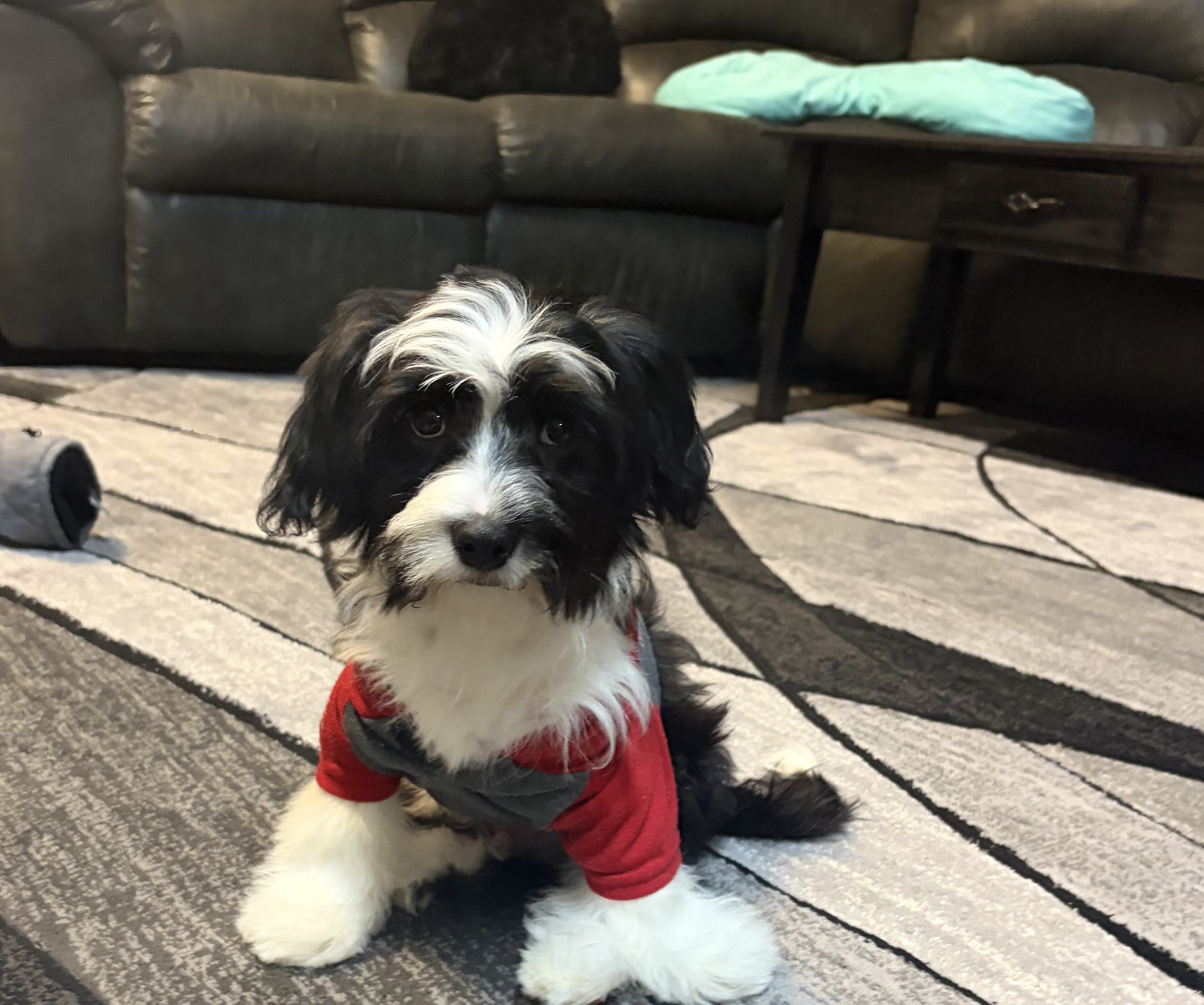 Parti Morkies image 2