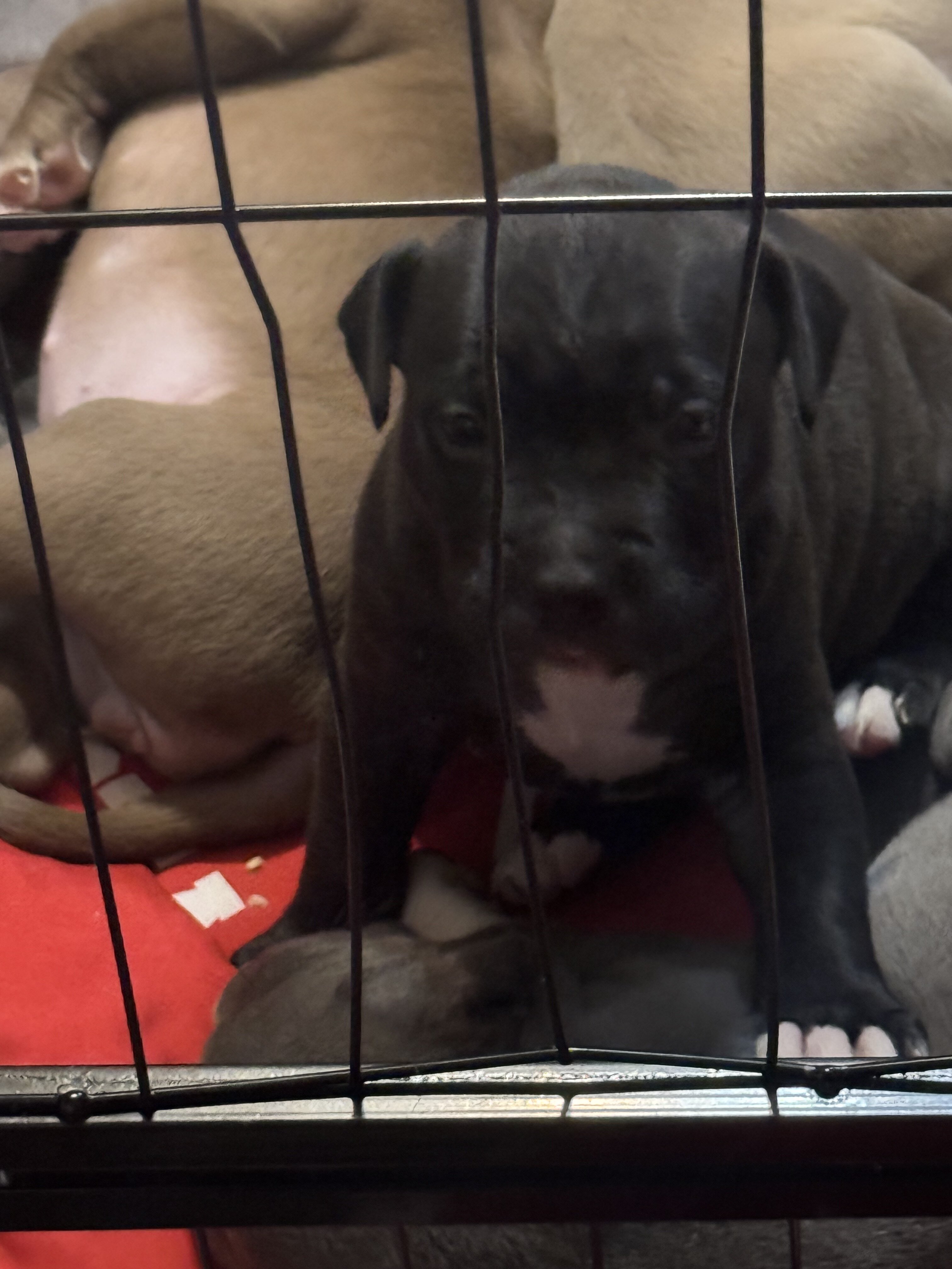 Pitbull puppies image 7
