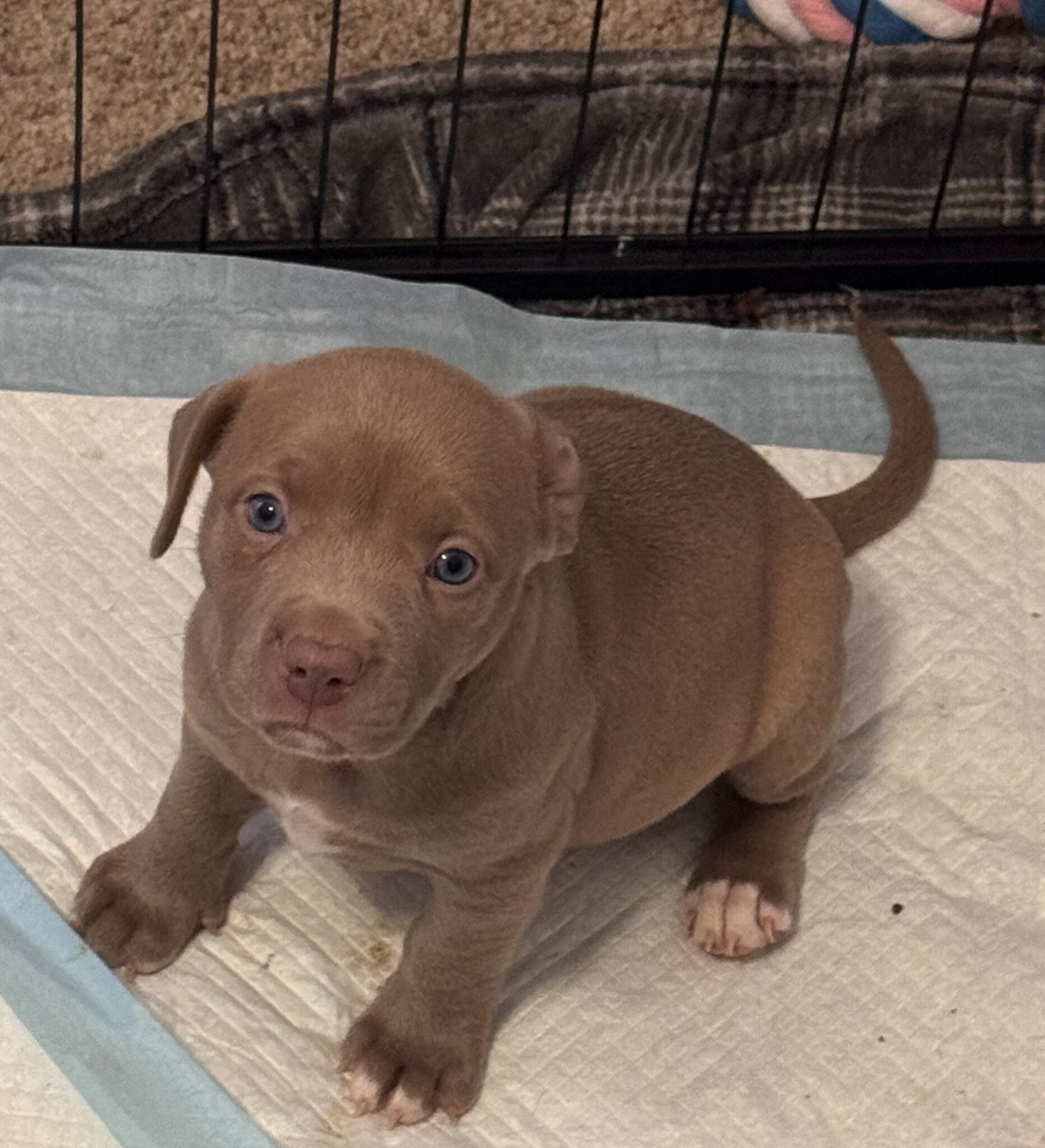 Pitbull puppies image 6
