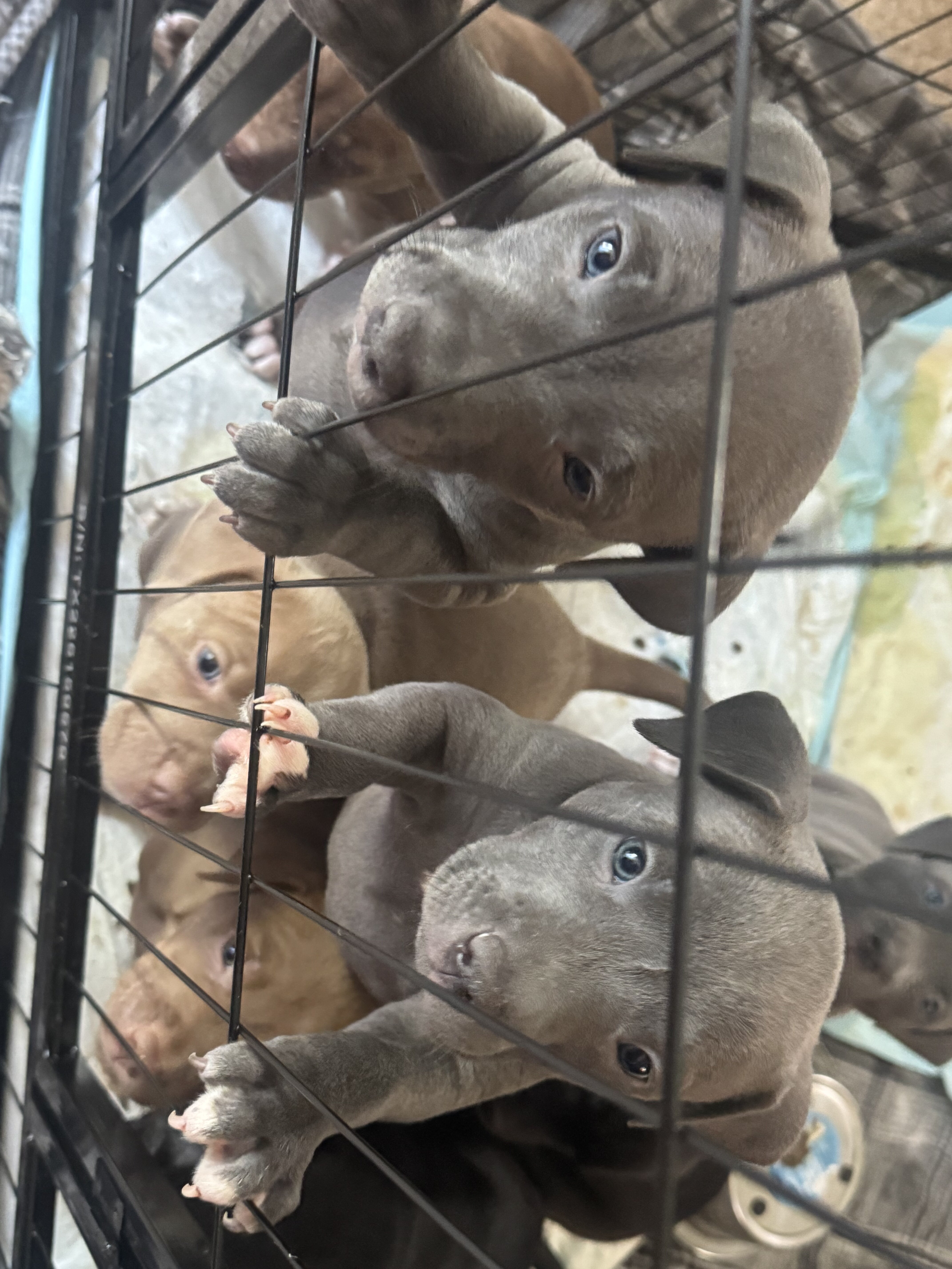 Pitbull puppies image 9