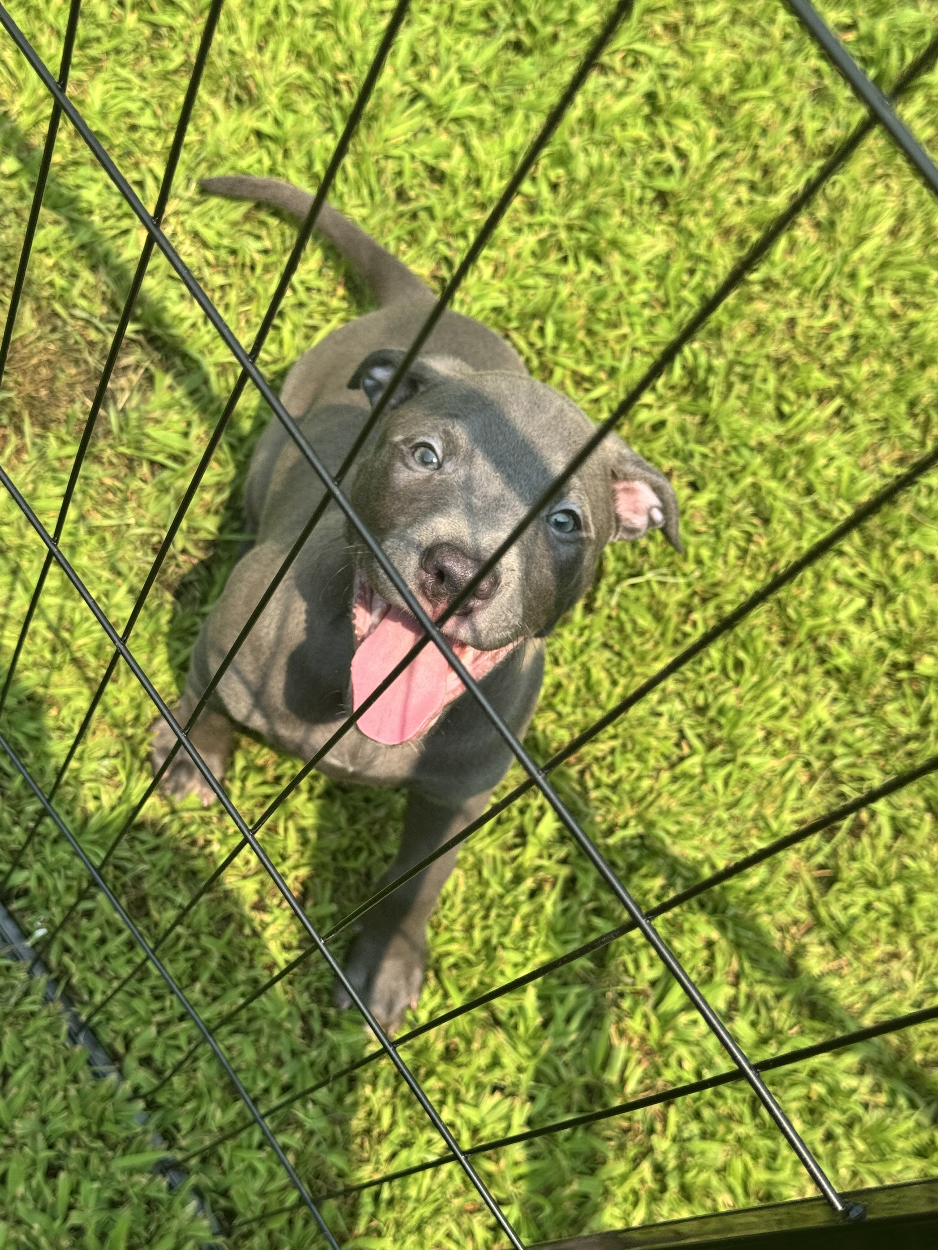 Pitbull puppies image 1