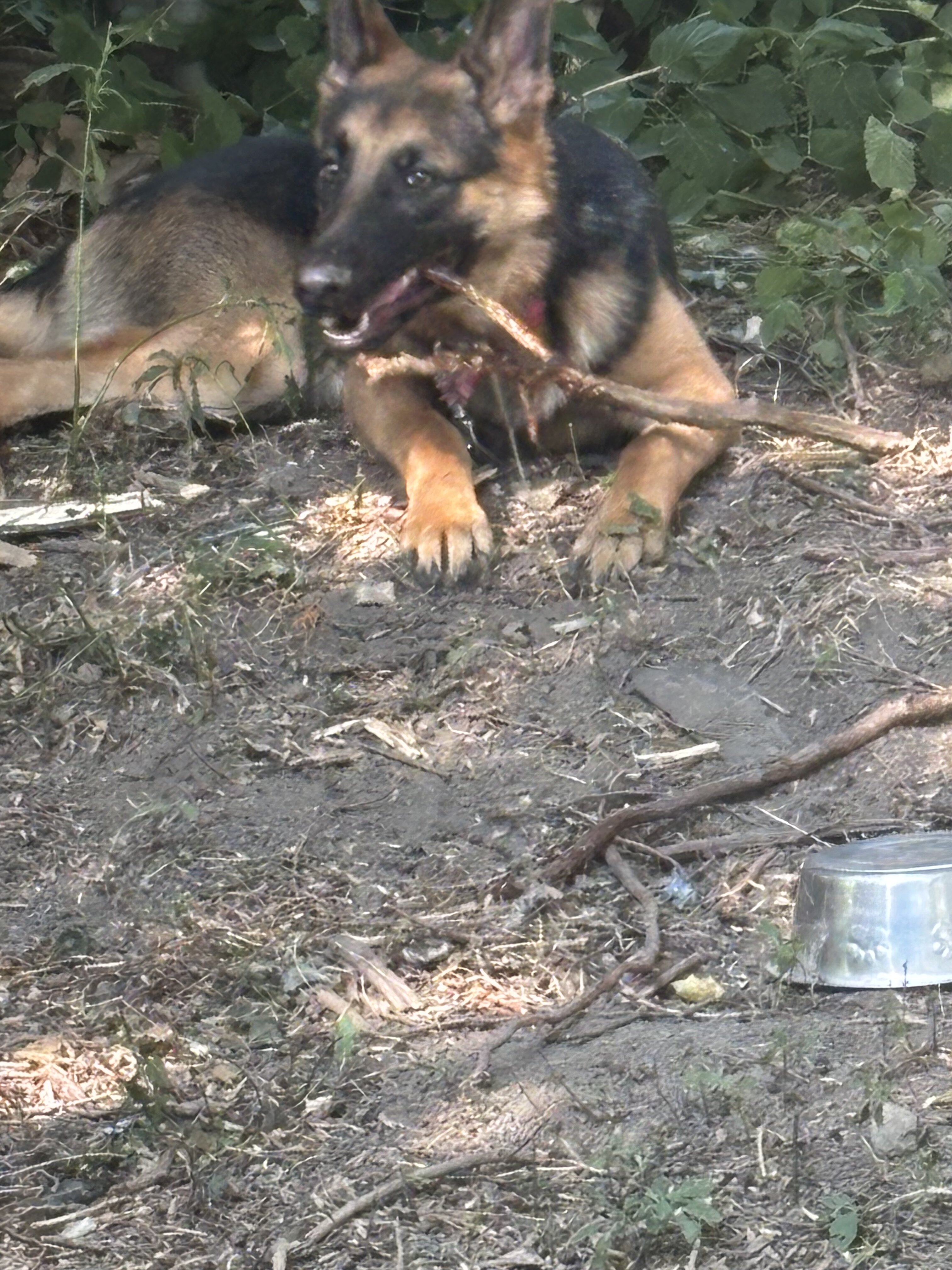 German shepherd teen girl image 7