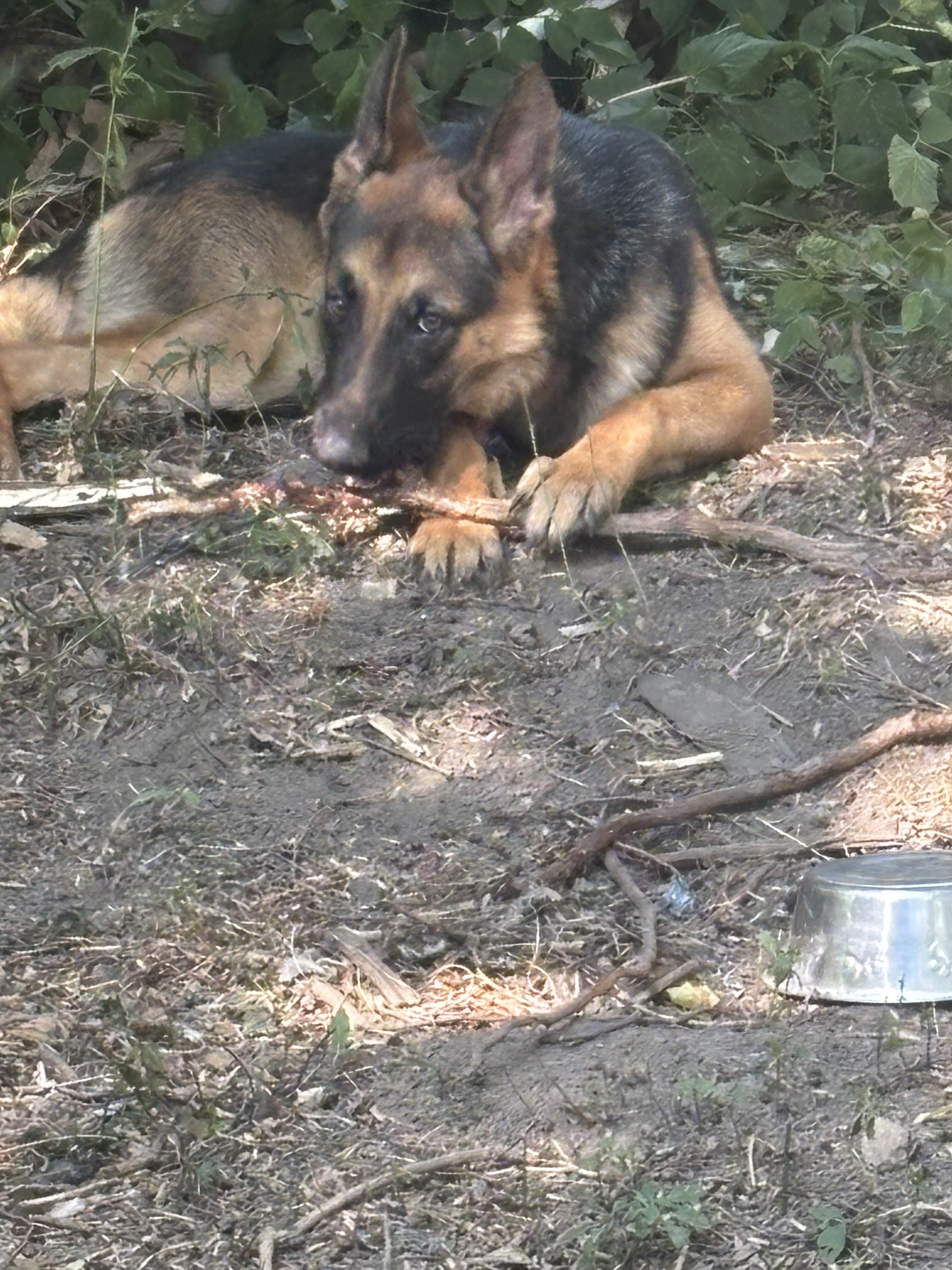 German shepherd teen girl image 1