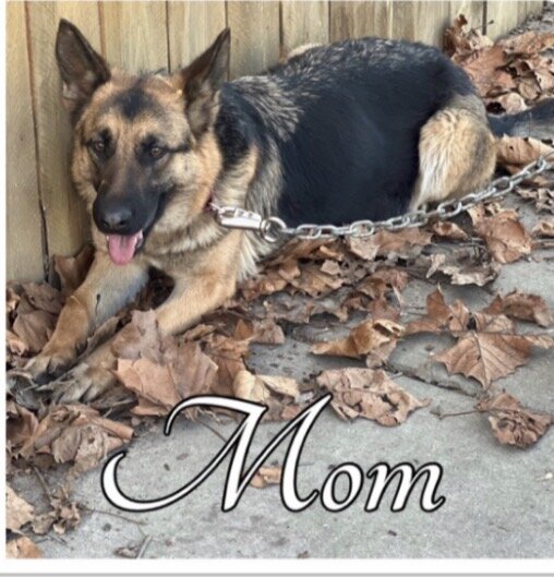 German shepherd teen girl image 5