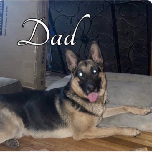 German shepherd teen girl image 6