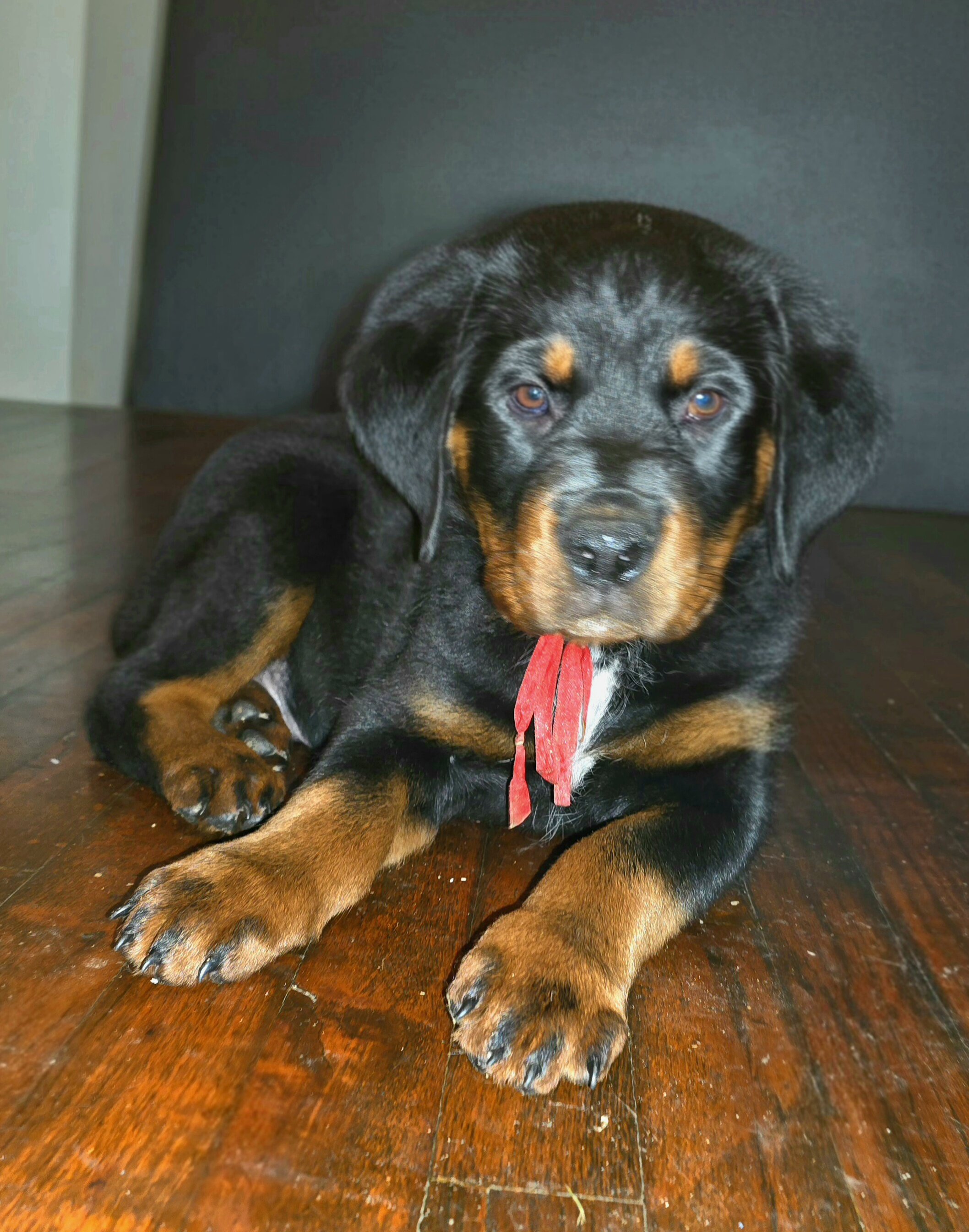 Rottweiler Puppies image 1