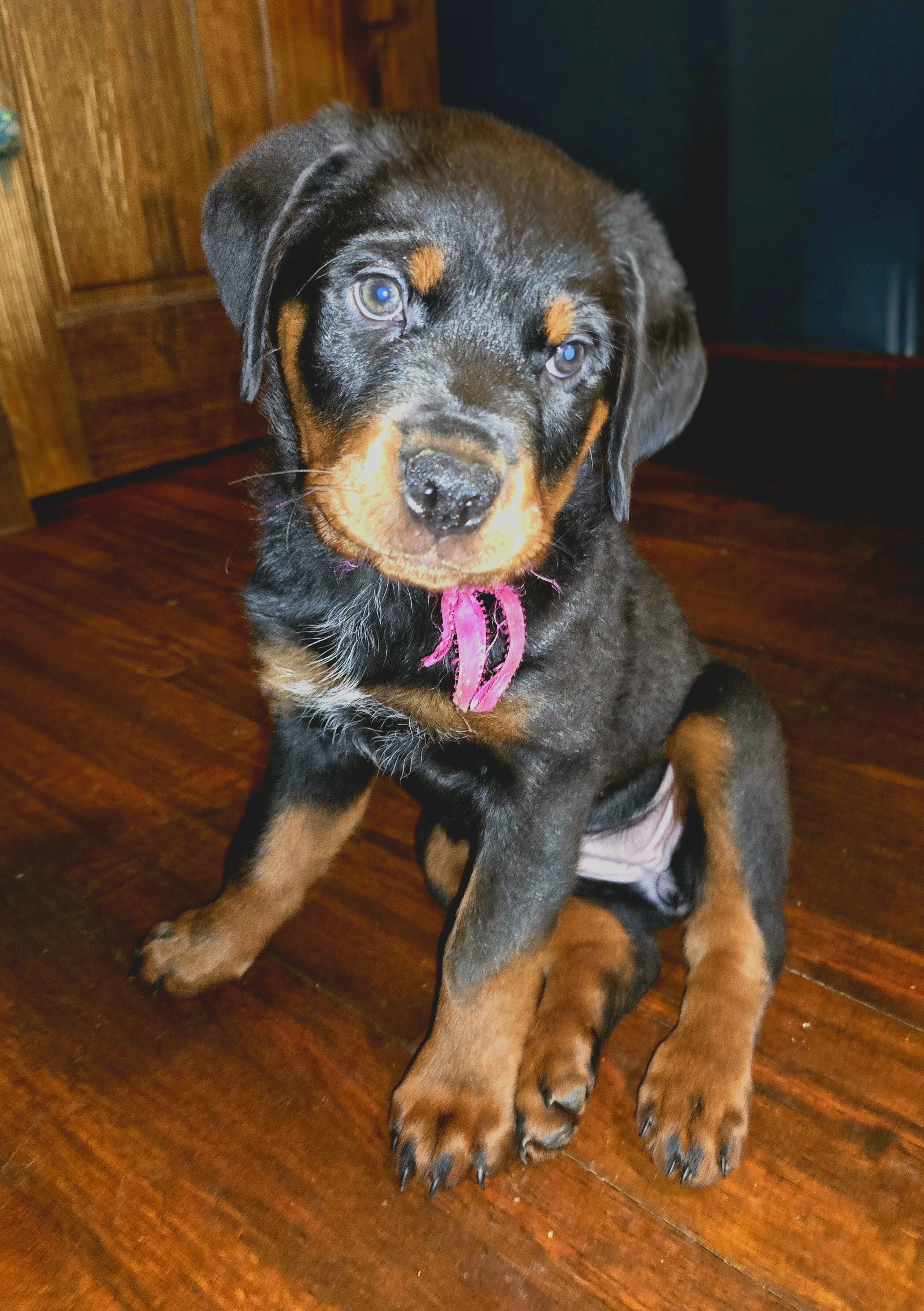 Rottweiler Puppies image 4