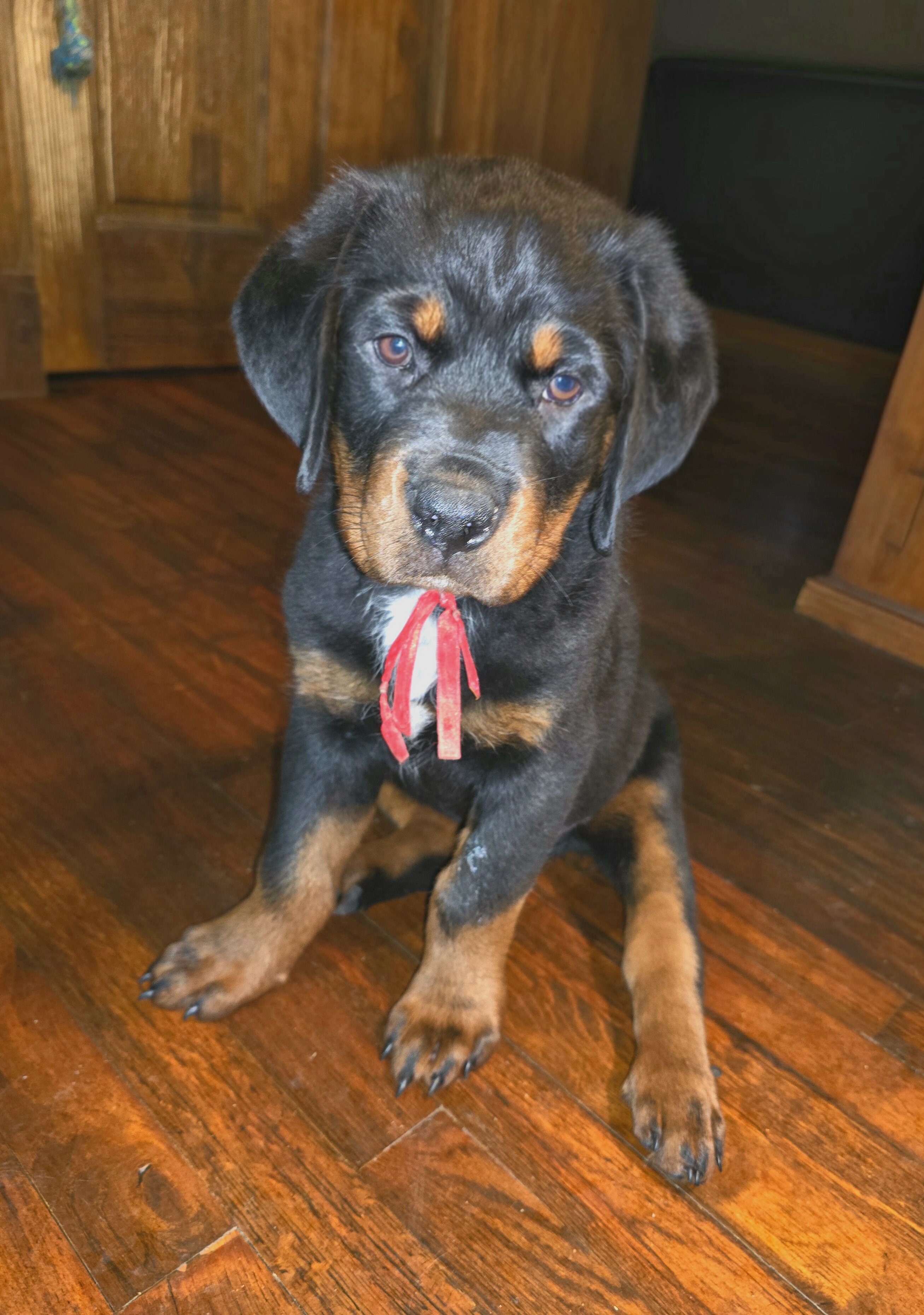 Rottweiler Puppies image 2