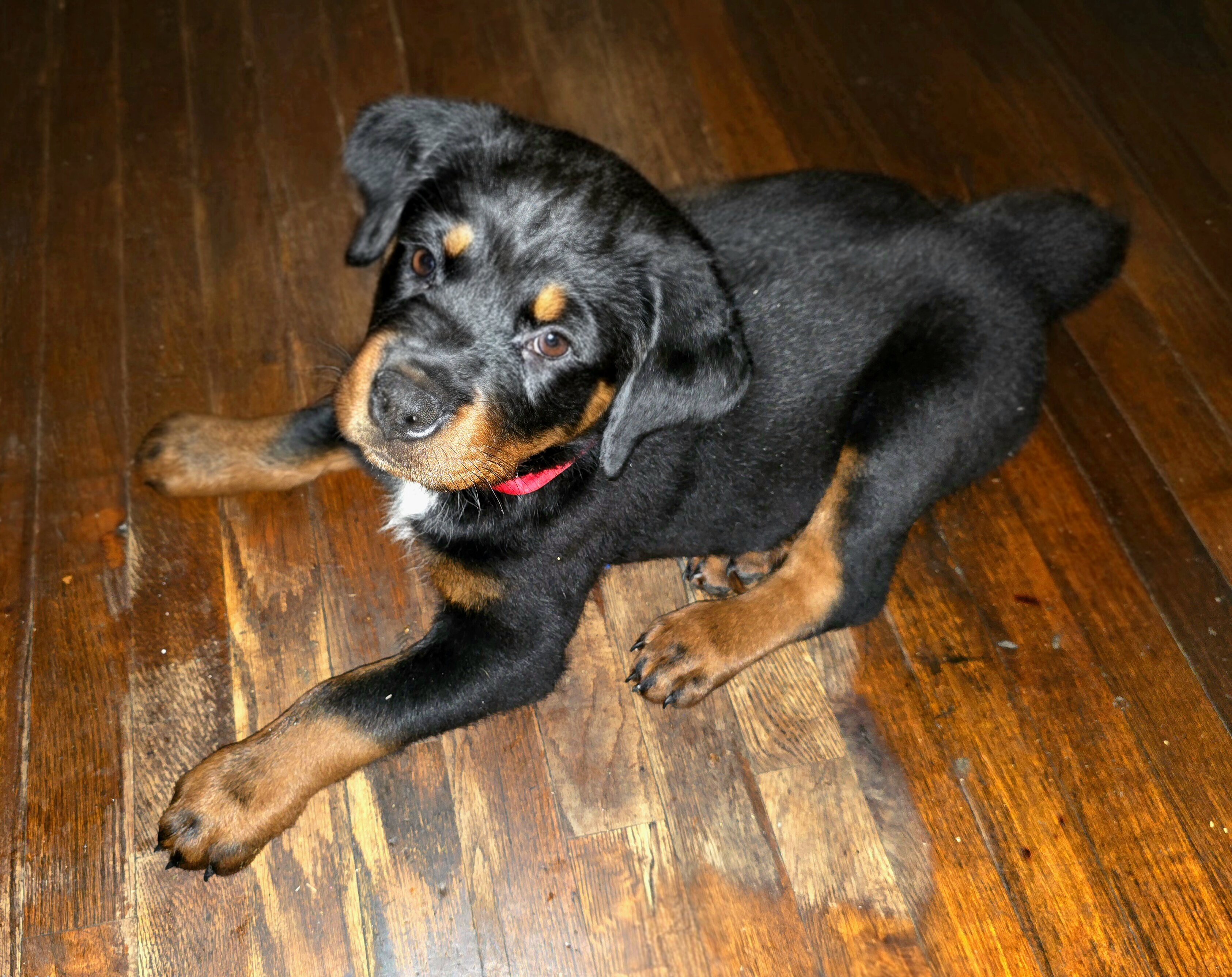 Rottweiler Puppies image 3