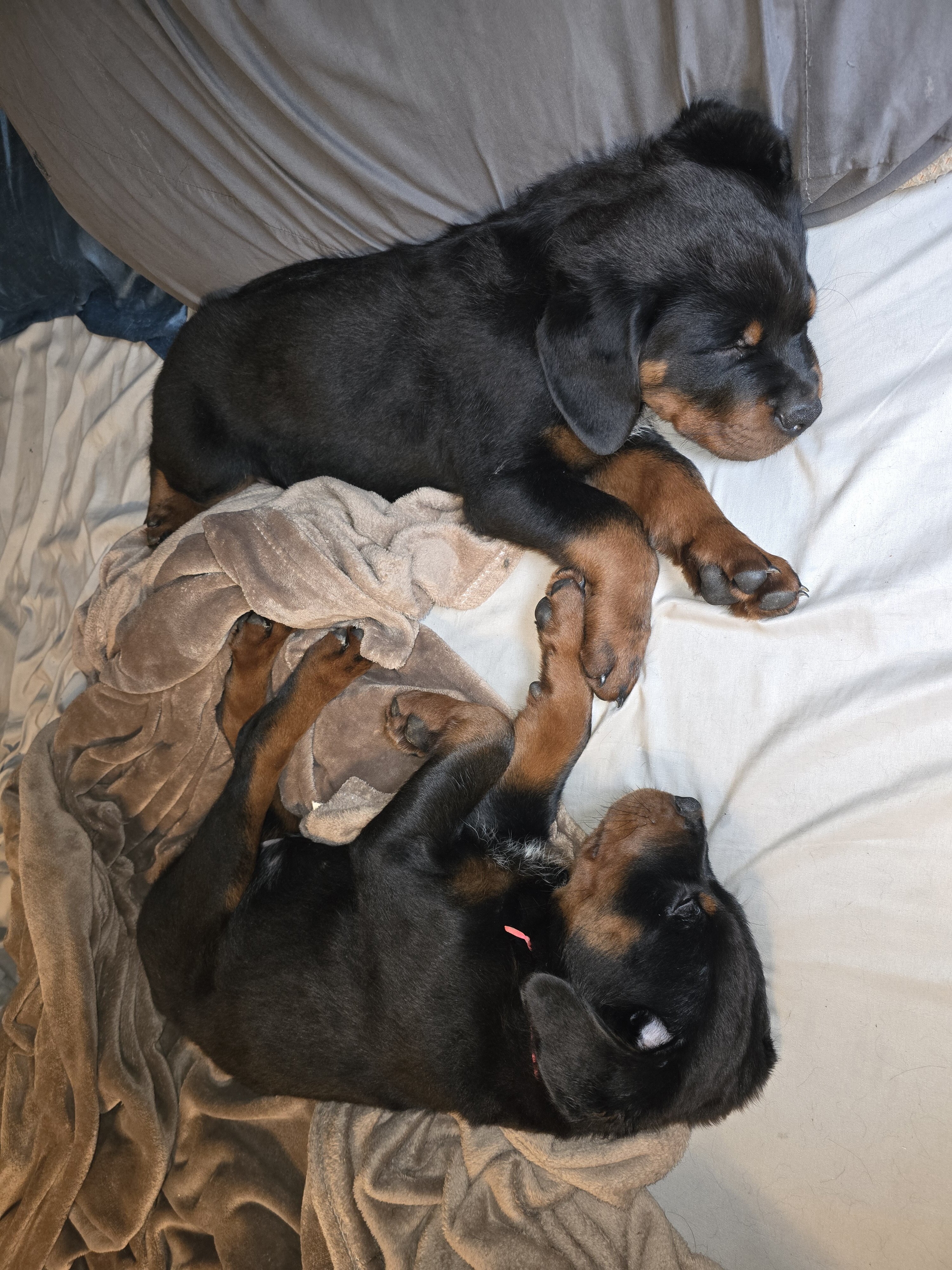Rottweiler Puppies image 9