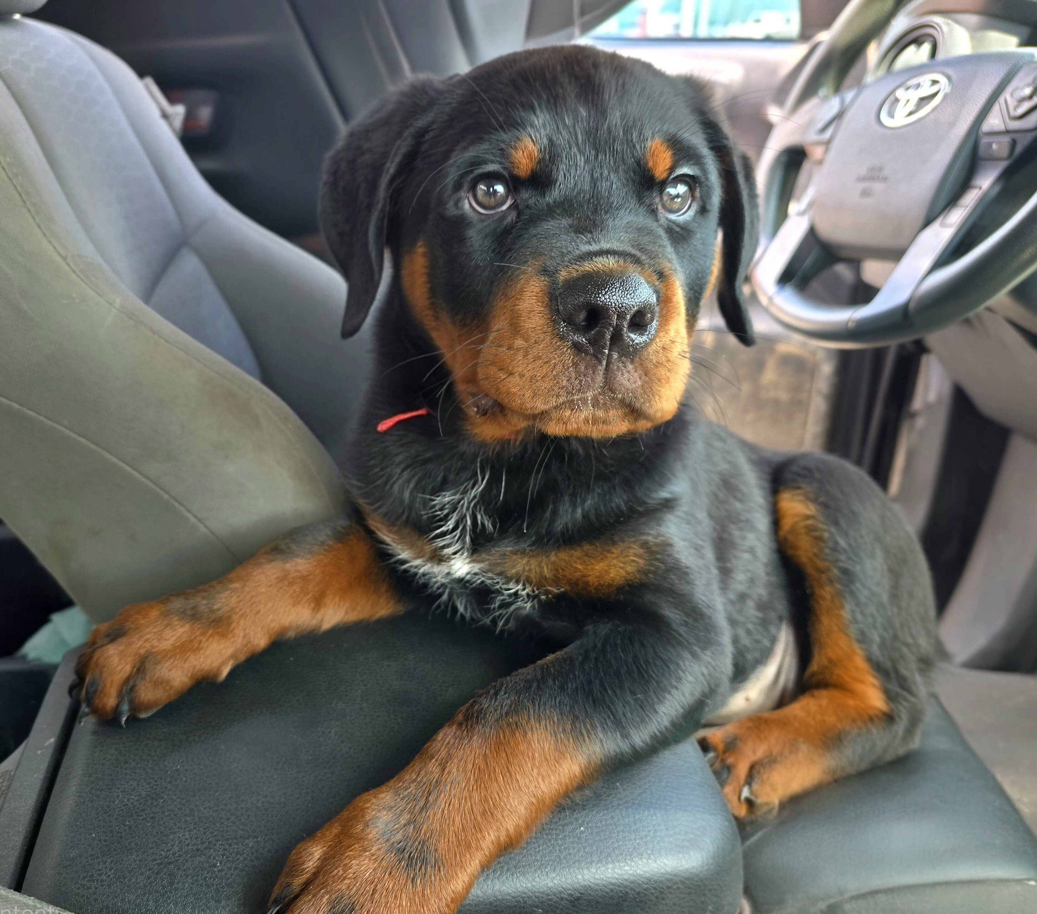 Rottweiler Puppies image 5