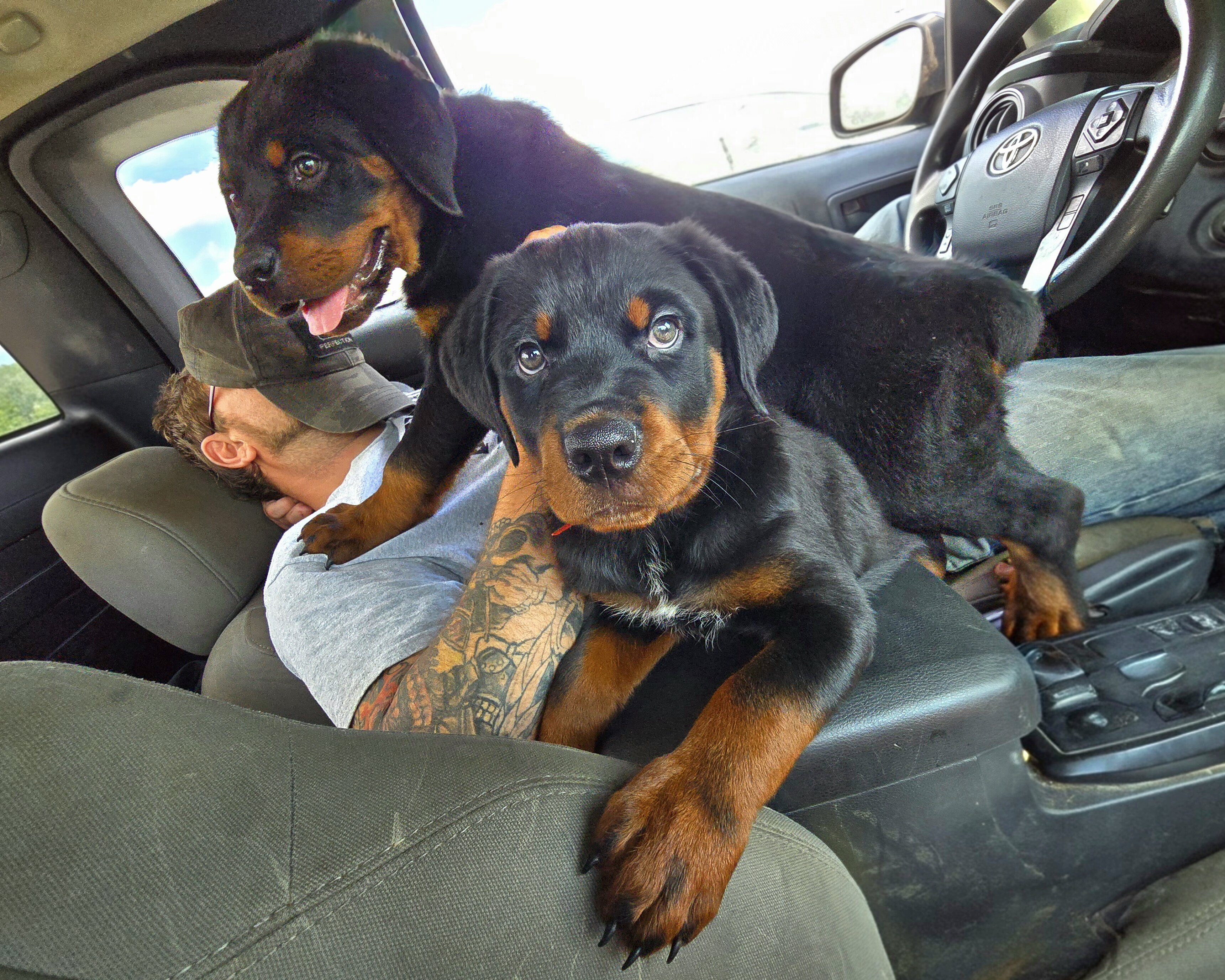 Rottweiler Puppies image 8