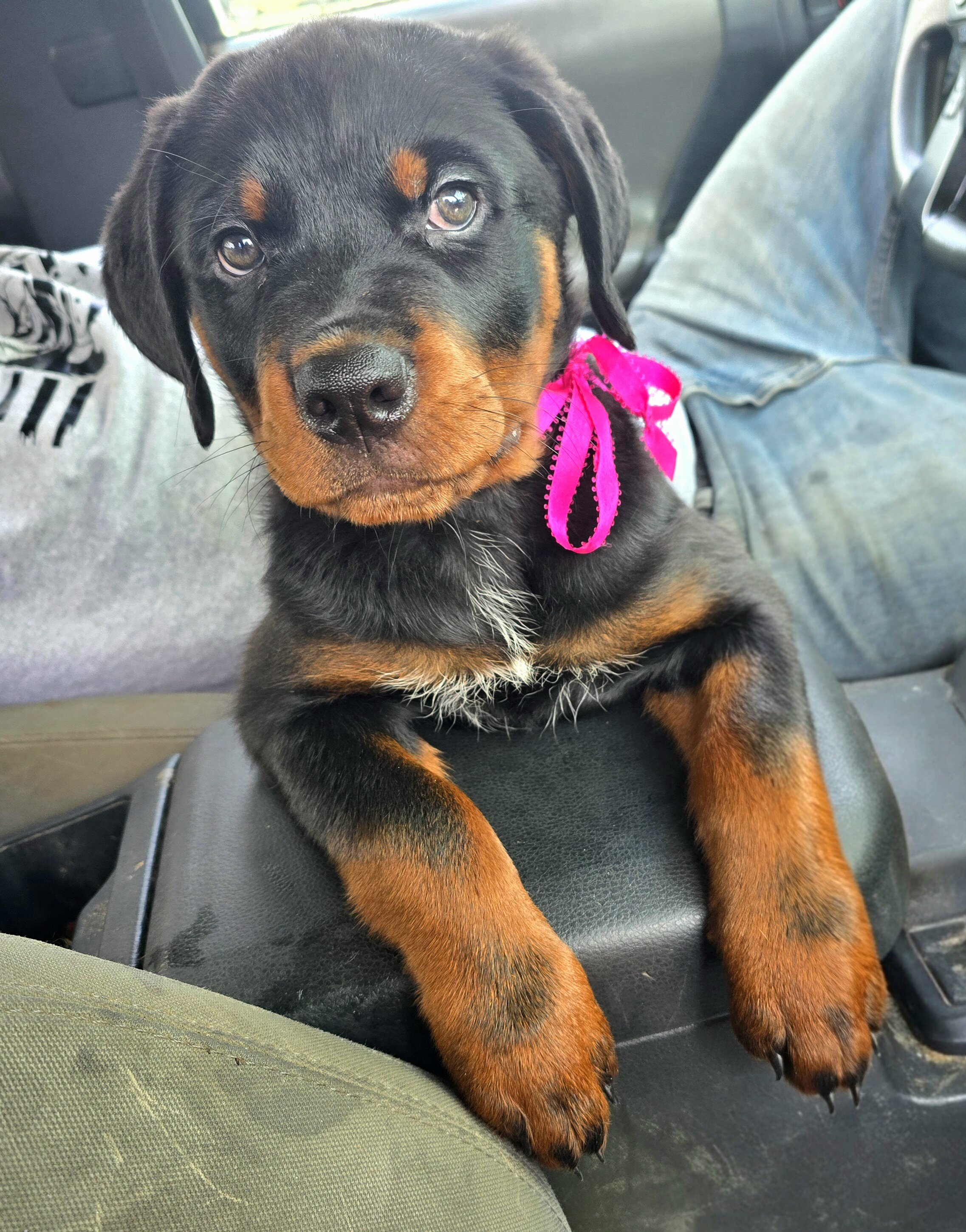 Rottweiler Puppies image 6