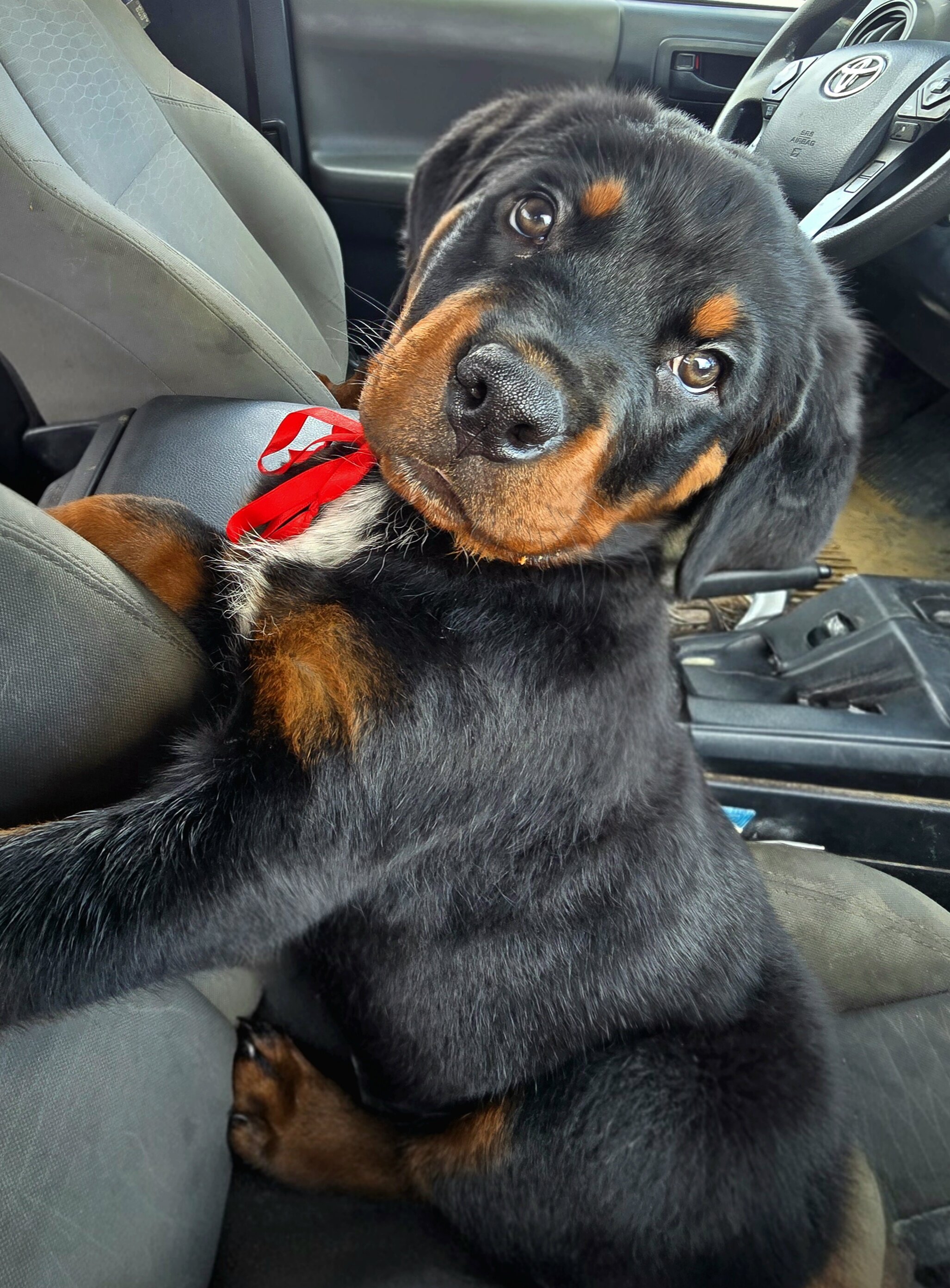 Rottweiler Puppies image 7