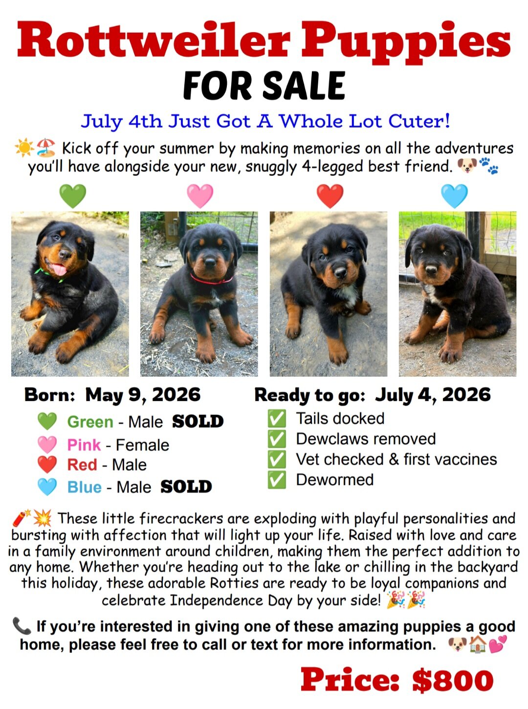 Rottweiler Puppies image 10