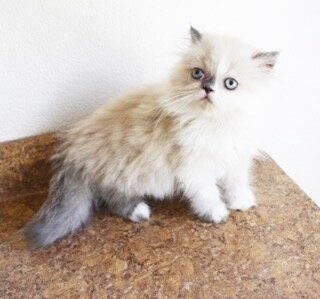 Persian Jewel Cattery 1 image 1