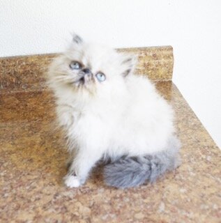 Persian Jewel Cattery 2 image 1